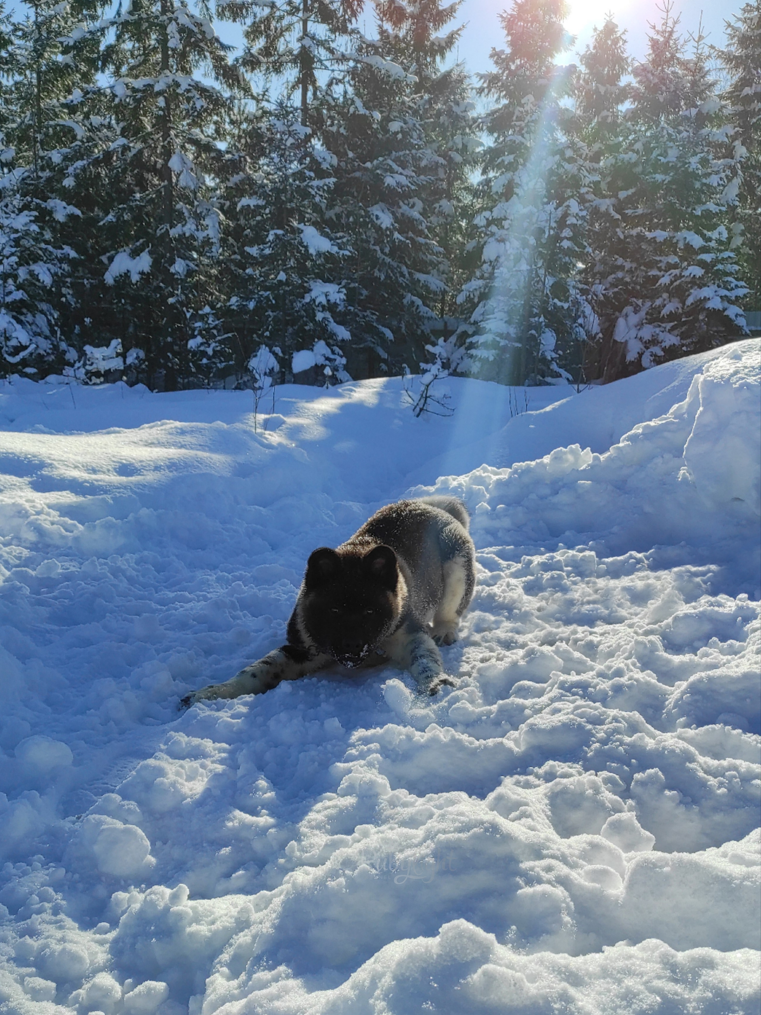 GLORIOUS LION MERCEDES * Шуга , Американская акита Санкт-Петербург, питомник RUBYLIGHT