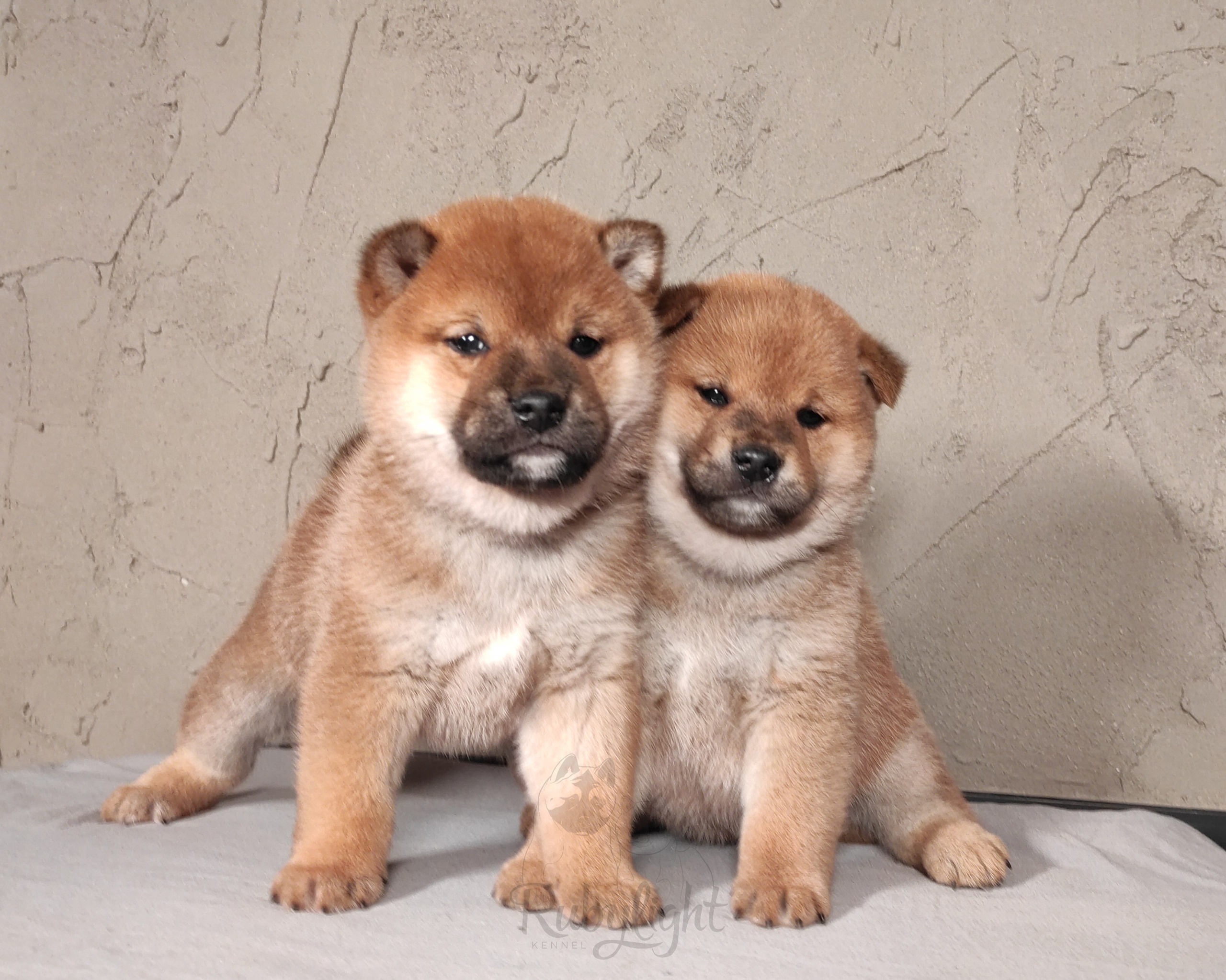 Сиба RUBYLIGHT Помет Т  Мэгги + Тор