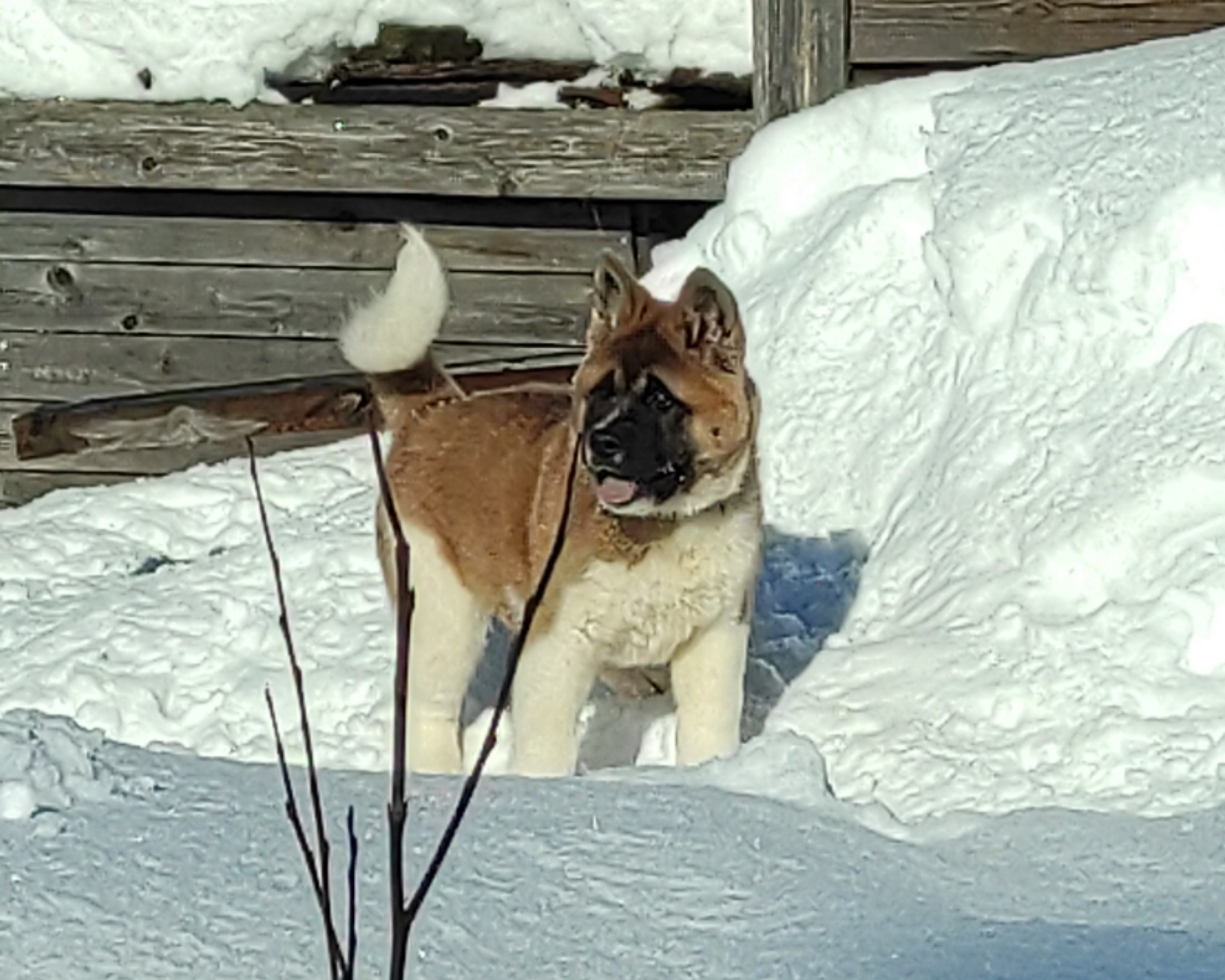 щенки Акита американская купить санкт-петербург питомник RUBYLIGHT BIYA & Dilinze's Hause Orion