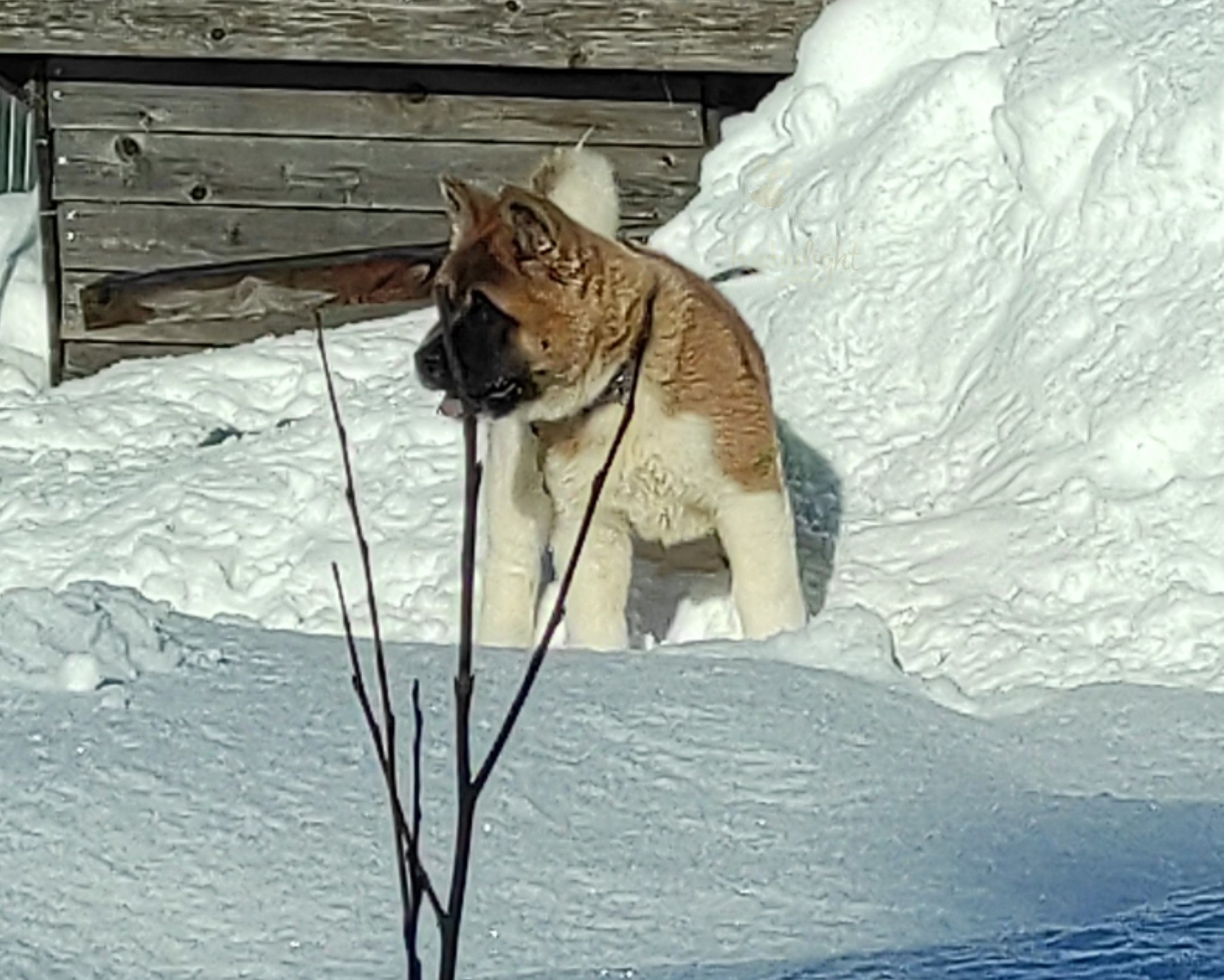 щенки Акита американская купить санкт-петербург питомник RUBYLIGHT BIYA & Dilinze's Hause Orion
