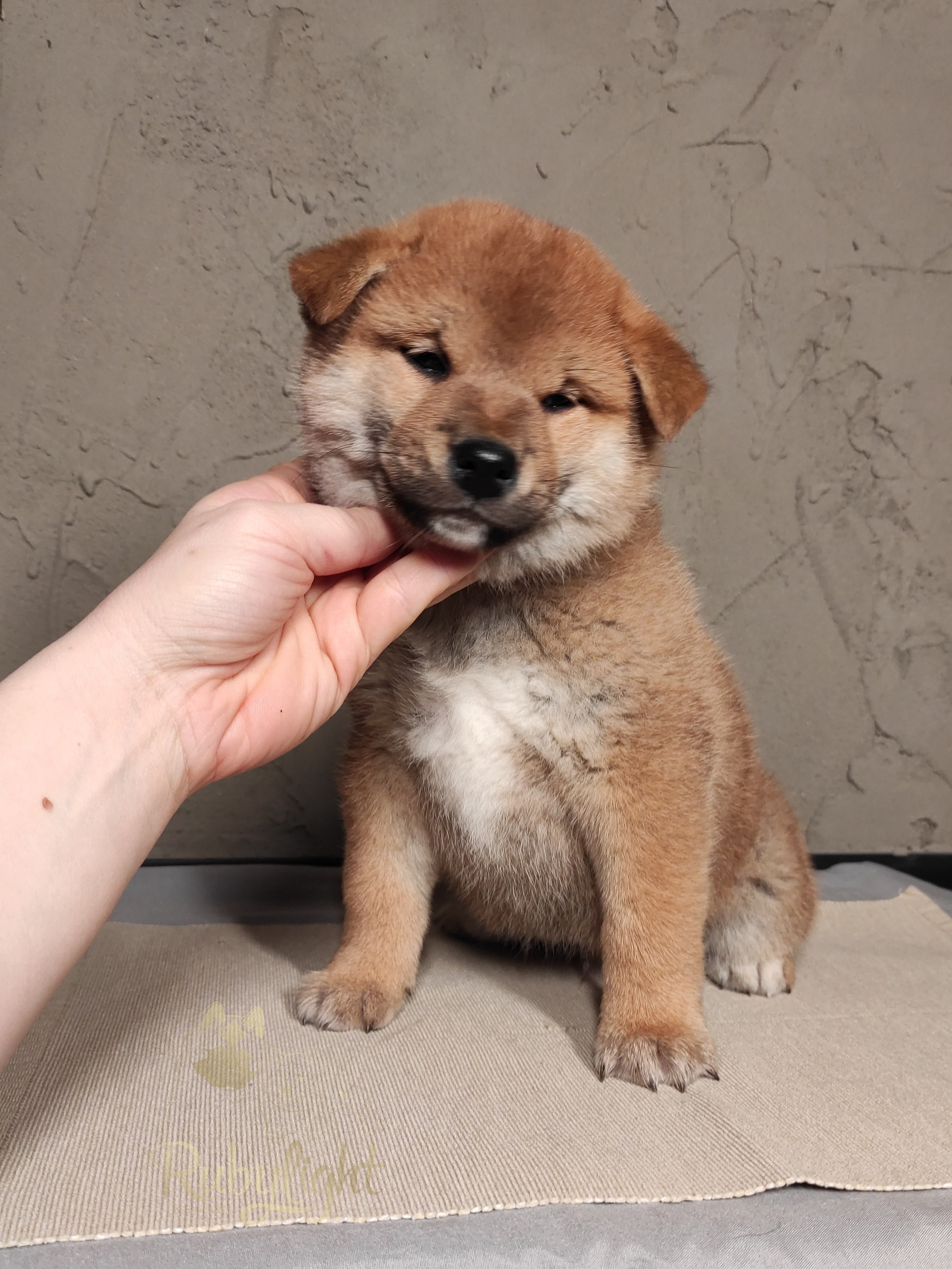 сиба питомник Рубилайт щенки на продажу rubylight  сиба щенки купить Шиба сиба-ину