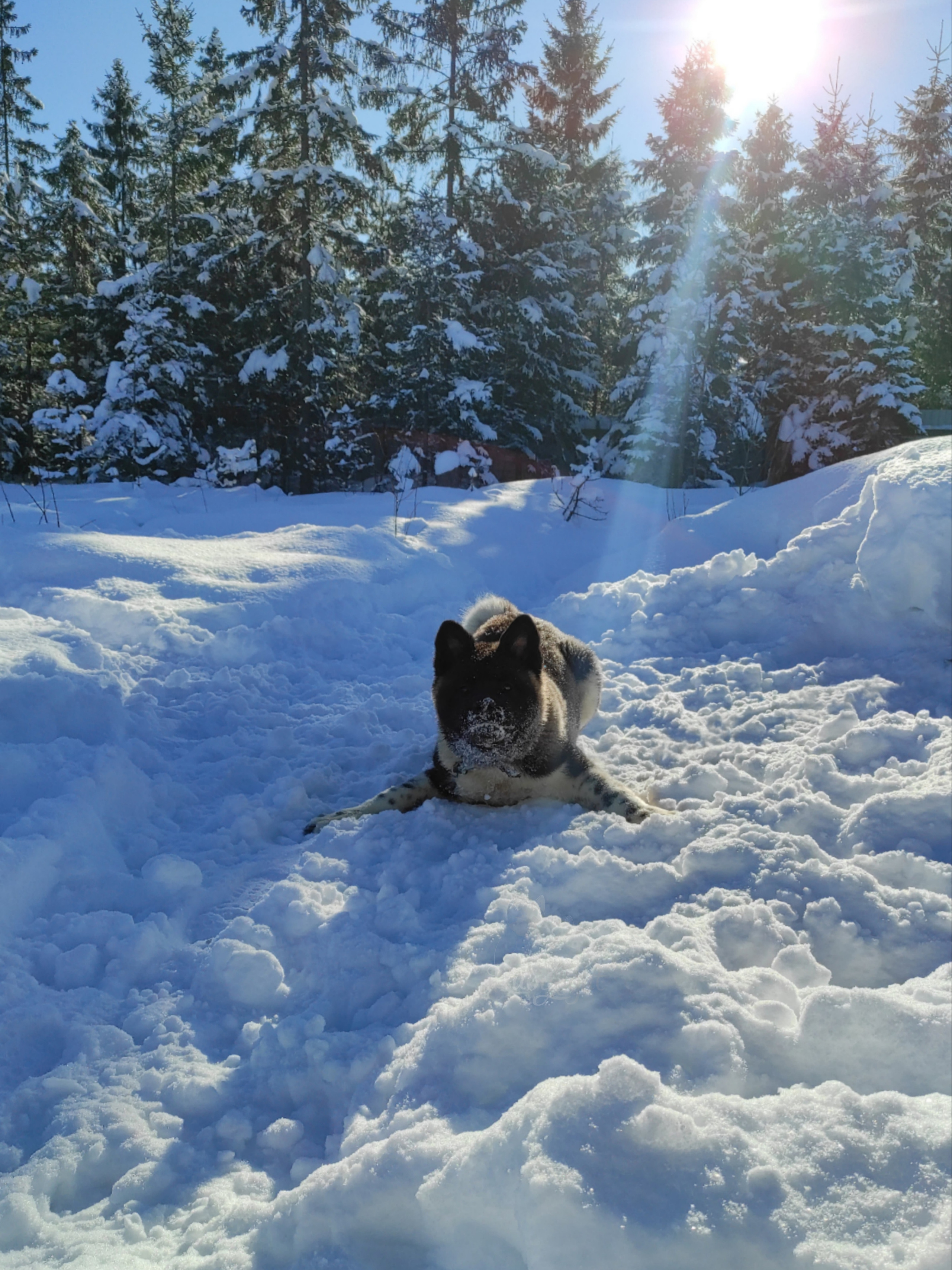 GLORIOUS LION MERCEDES * Шуга , Американская акита Санкт-Петербург, питомник RUBYLIGHT