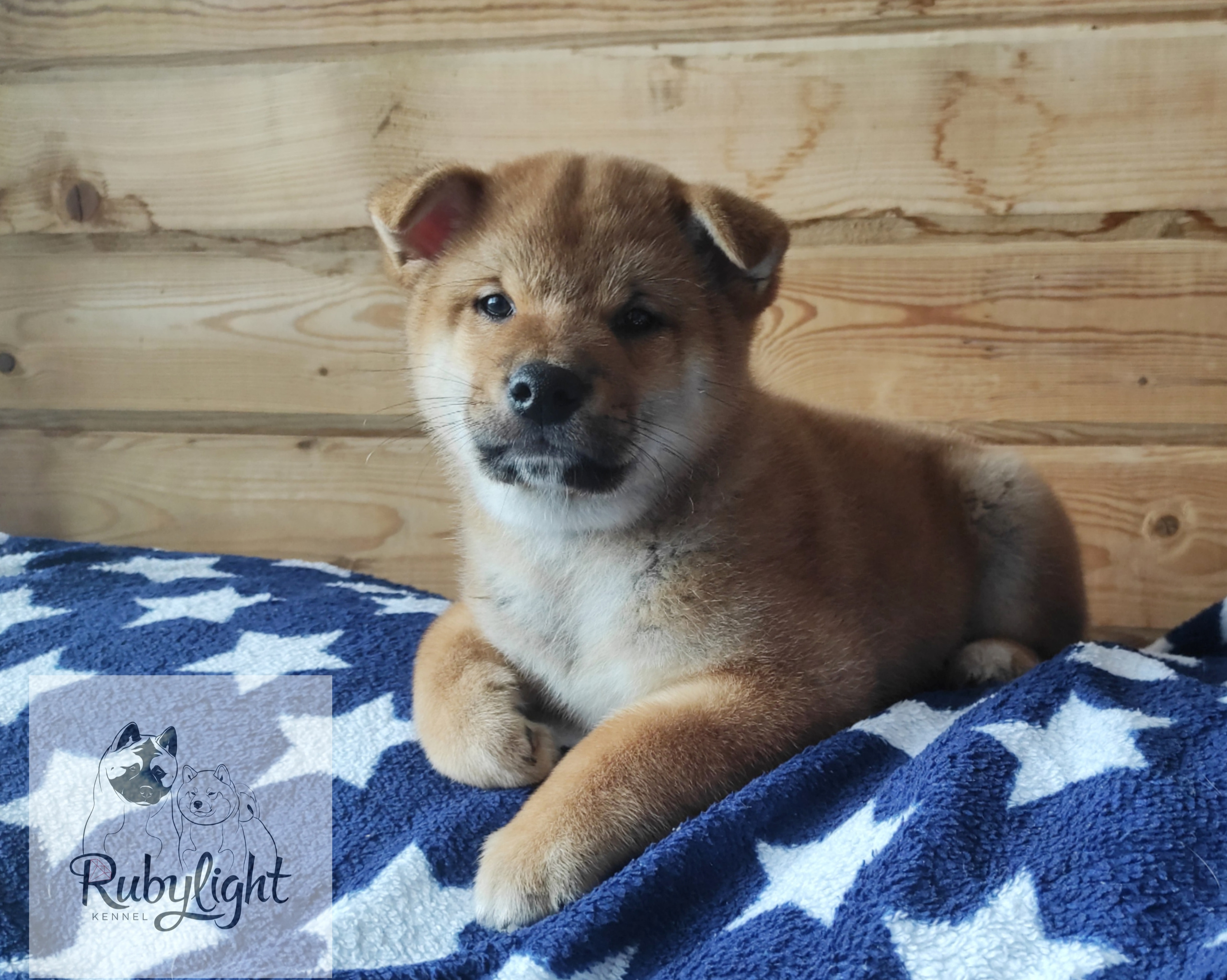 сиба питомник Рубилайт щенки на продажу rubylight  сиба щенки купить Шиба сиба-ину