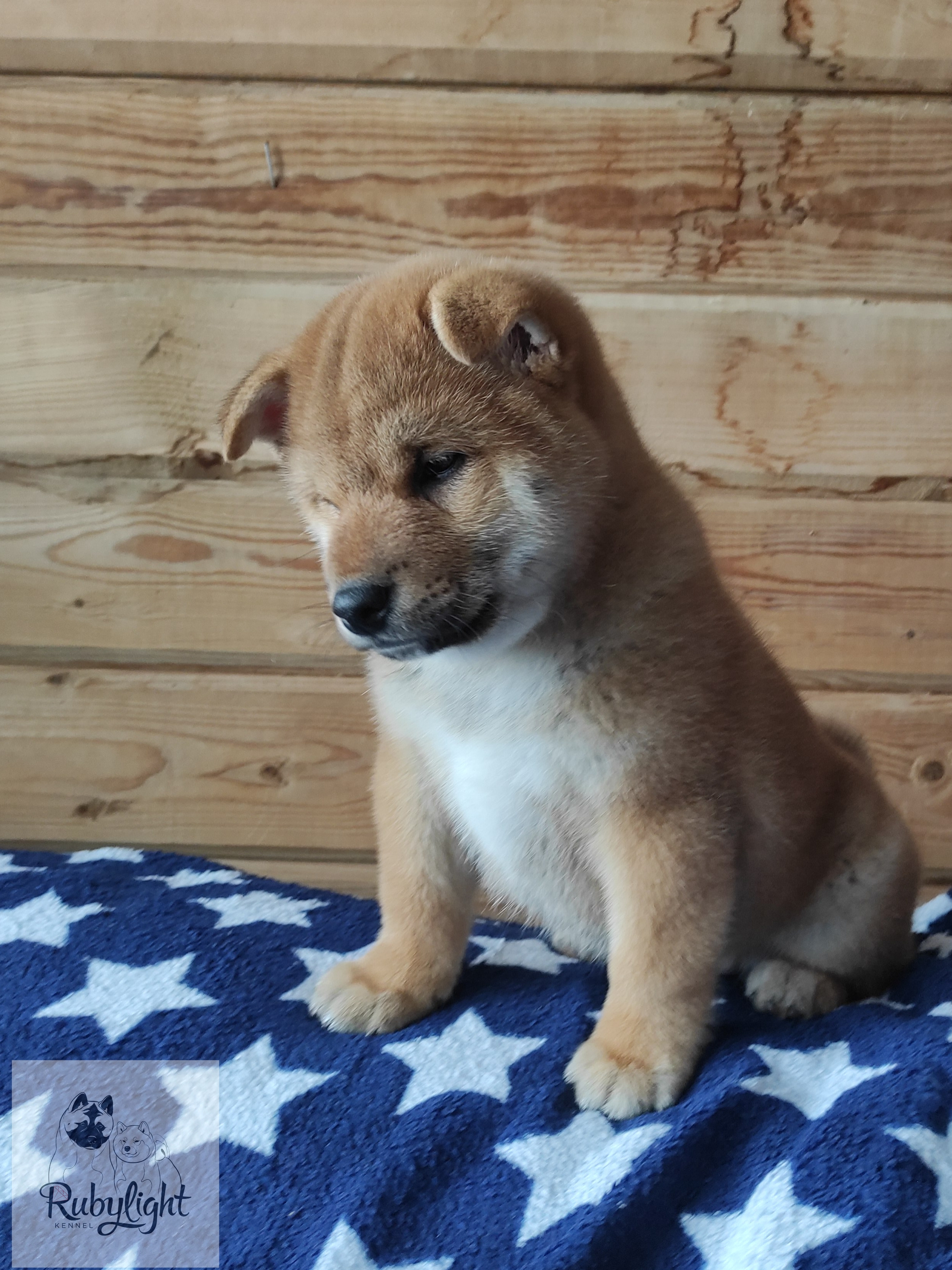 сиба питомник Рубилайт щенки на продажу rubylight  сиба щенки купить Шиба сиба-ину