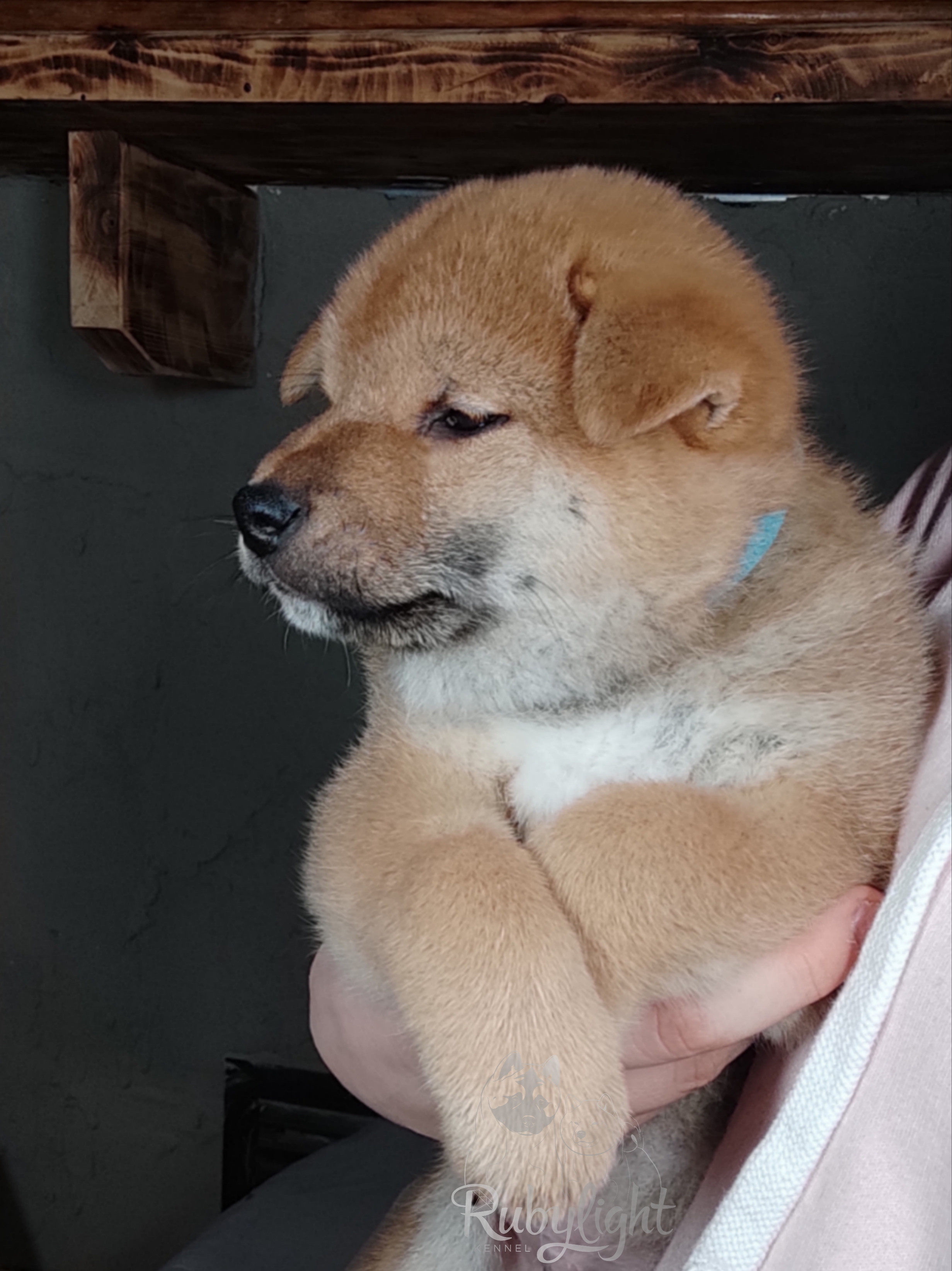 сиба питомник Рубилайт щенки на продажу rubylight  сиба щенки купить Шиба сиба-ину