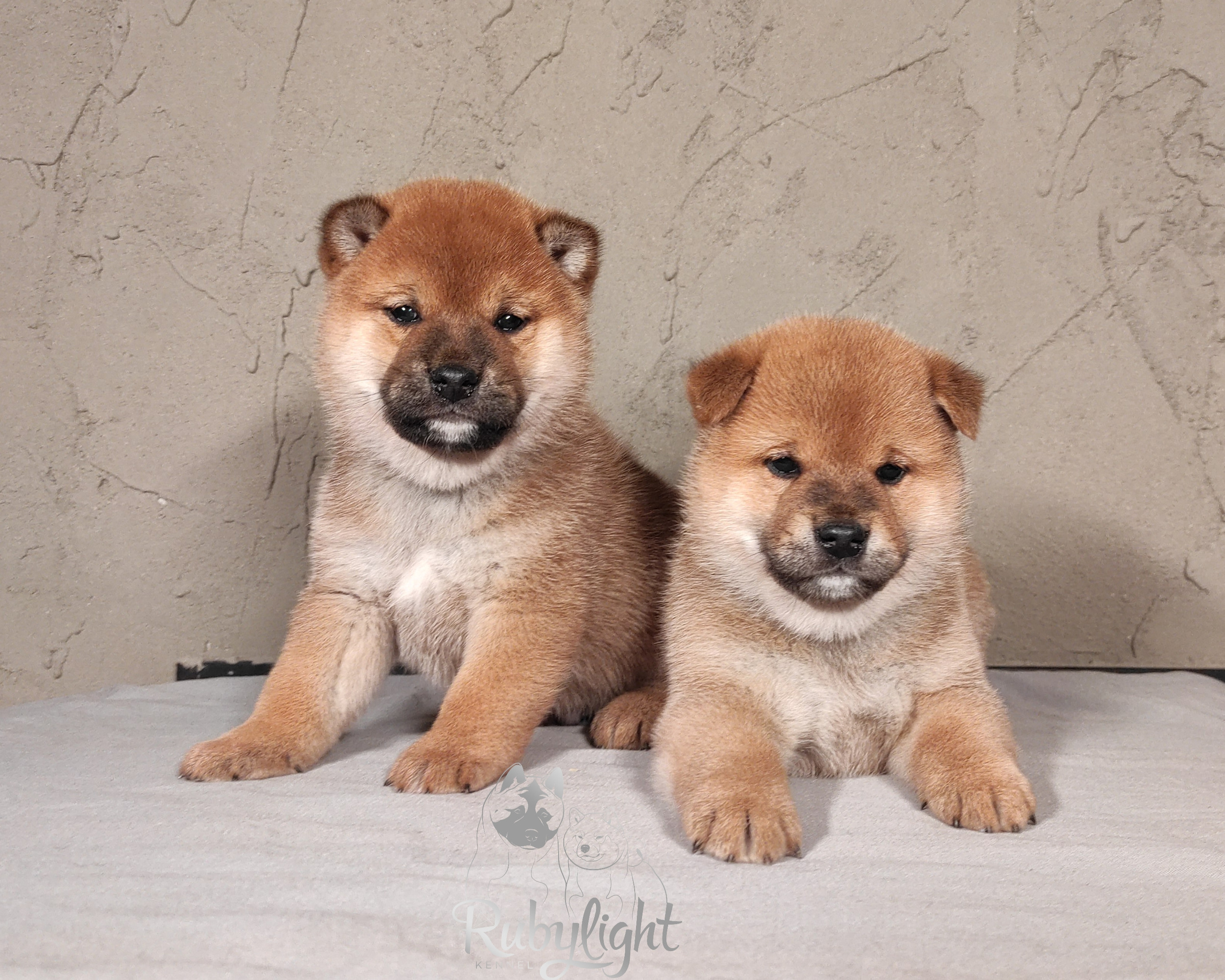 Сиба RUBYLIGHT Помет Т  Мэгги + Тор