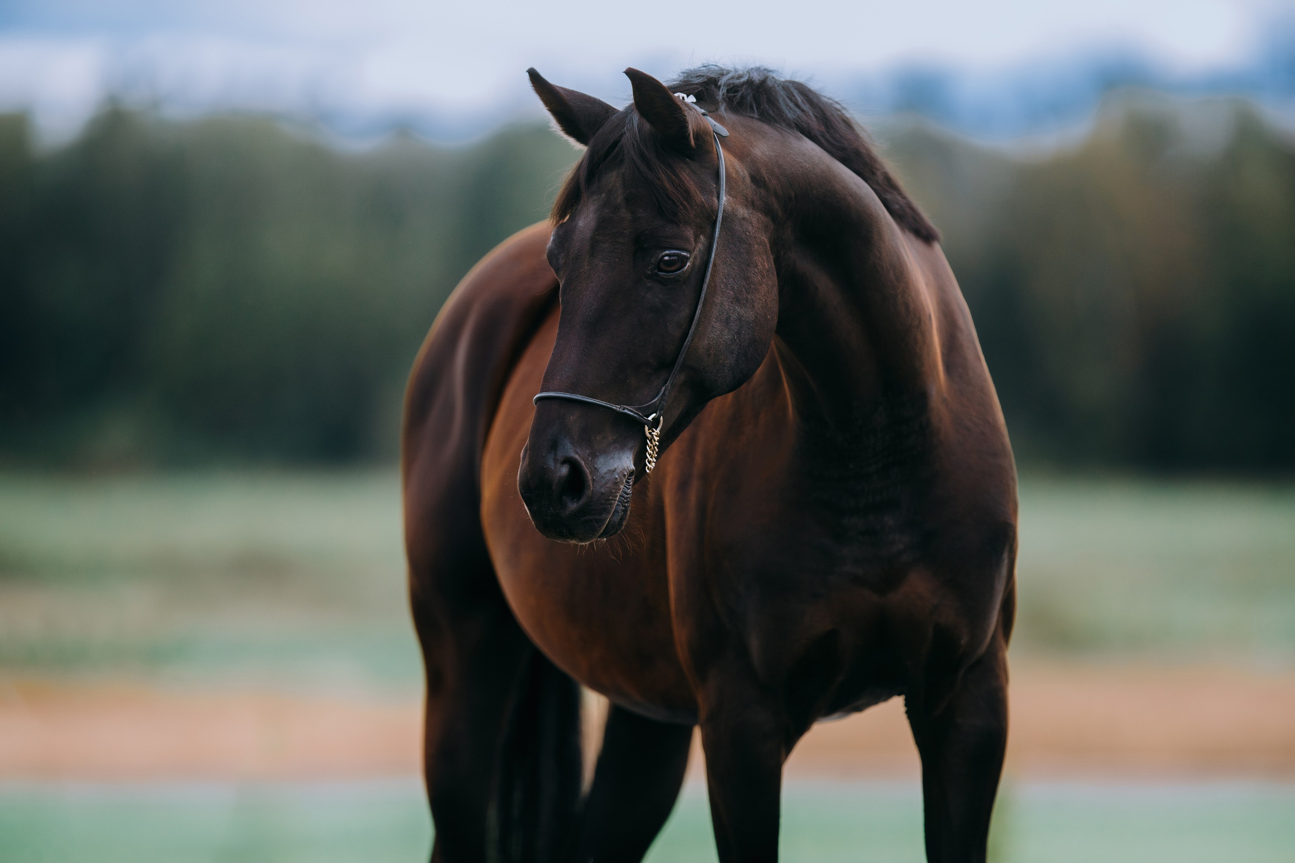 На природе. Фотограф-анималист Ксендзова Кристина