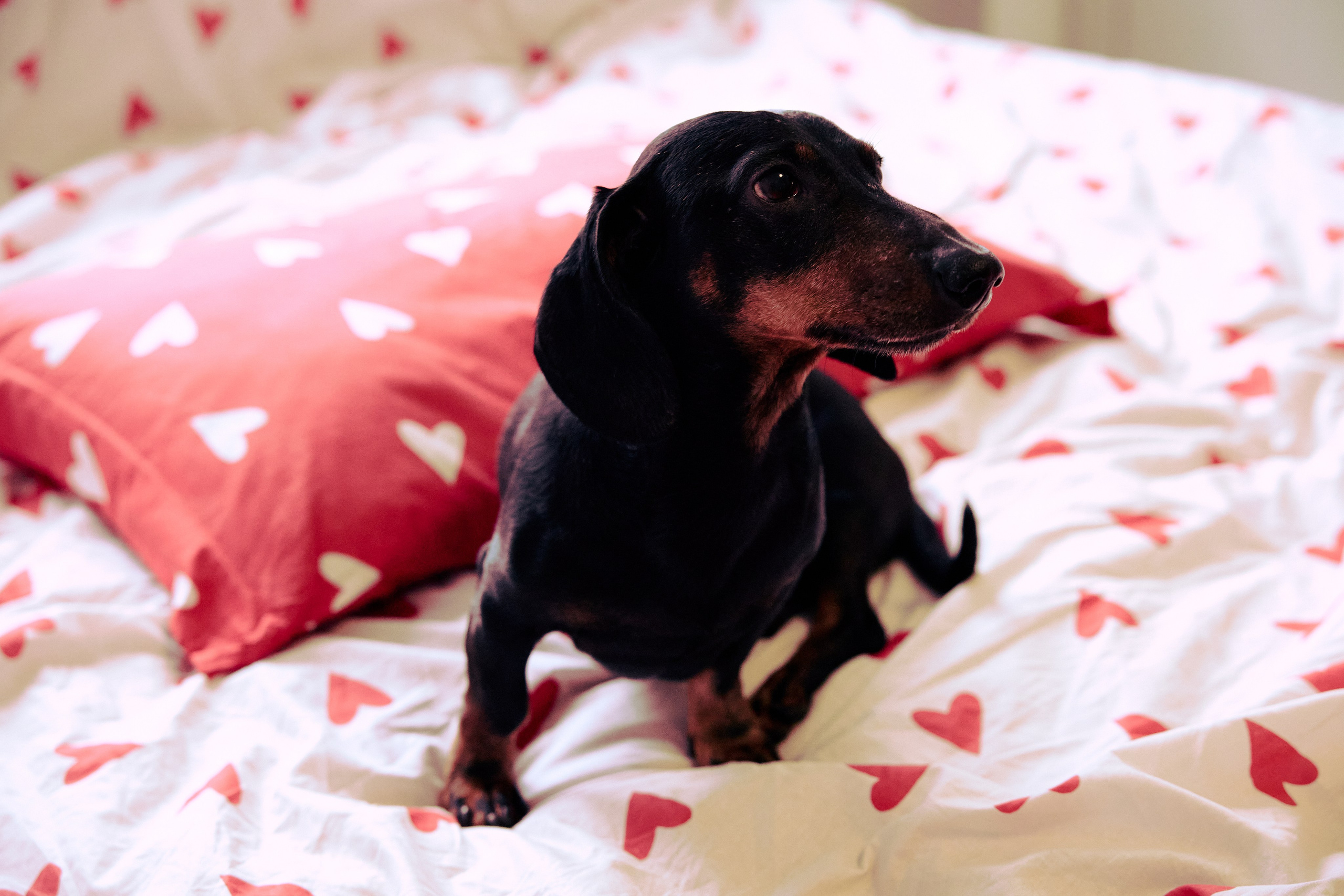 Фотосъёмка животных. Предметный и репортажный фотограф Алексей Кротов