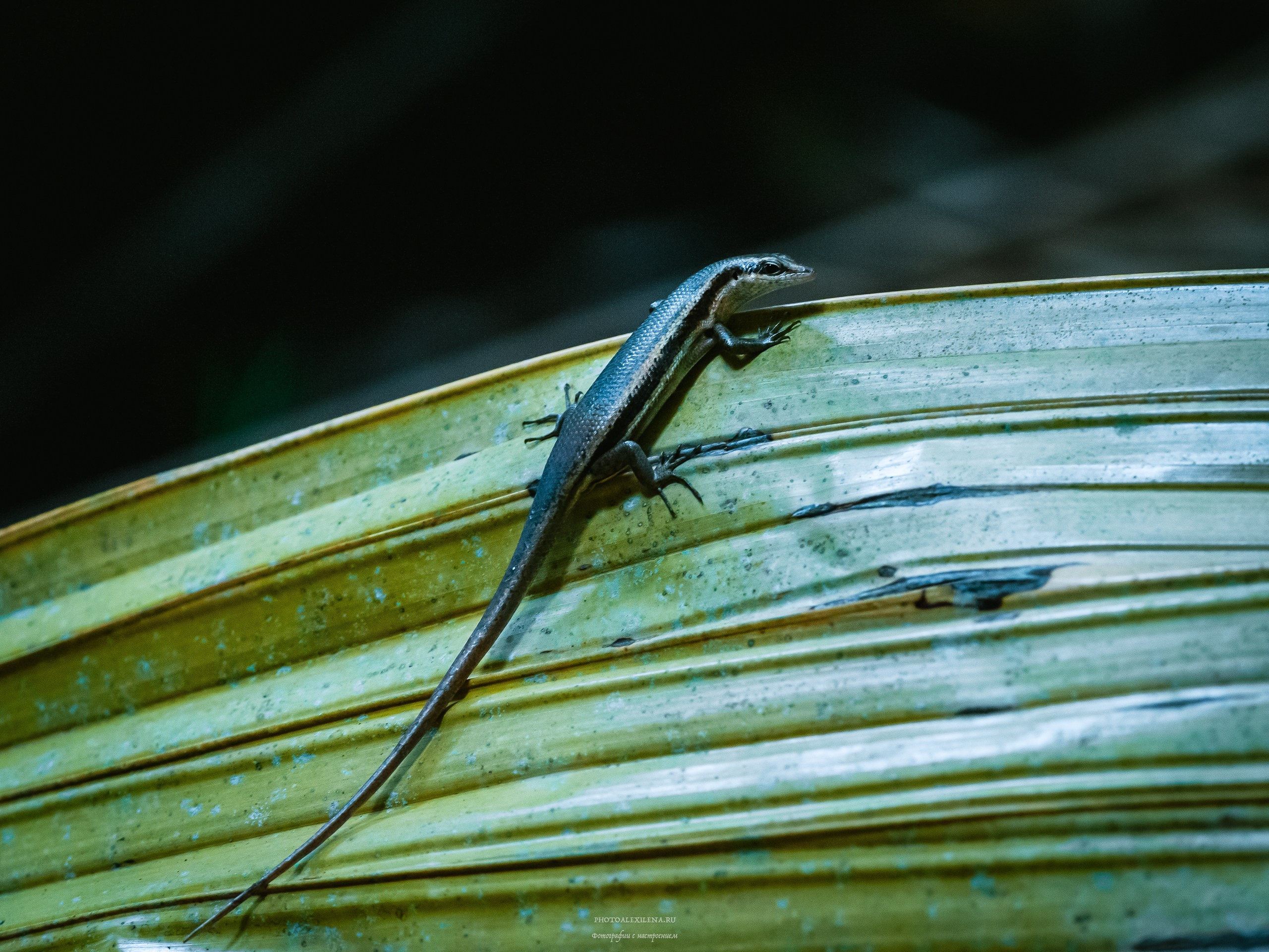 Все оттенки зелёного. Авторские стильные фотокартины