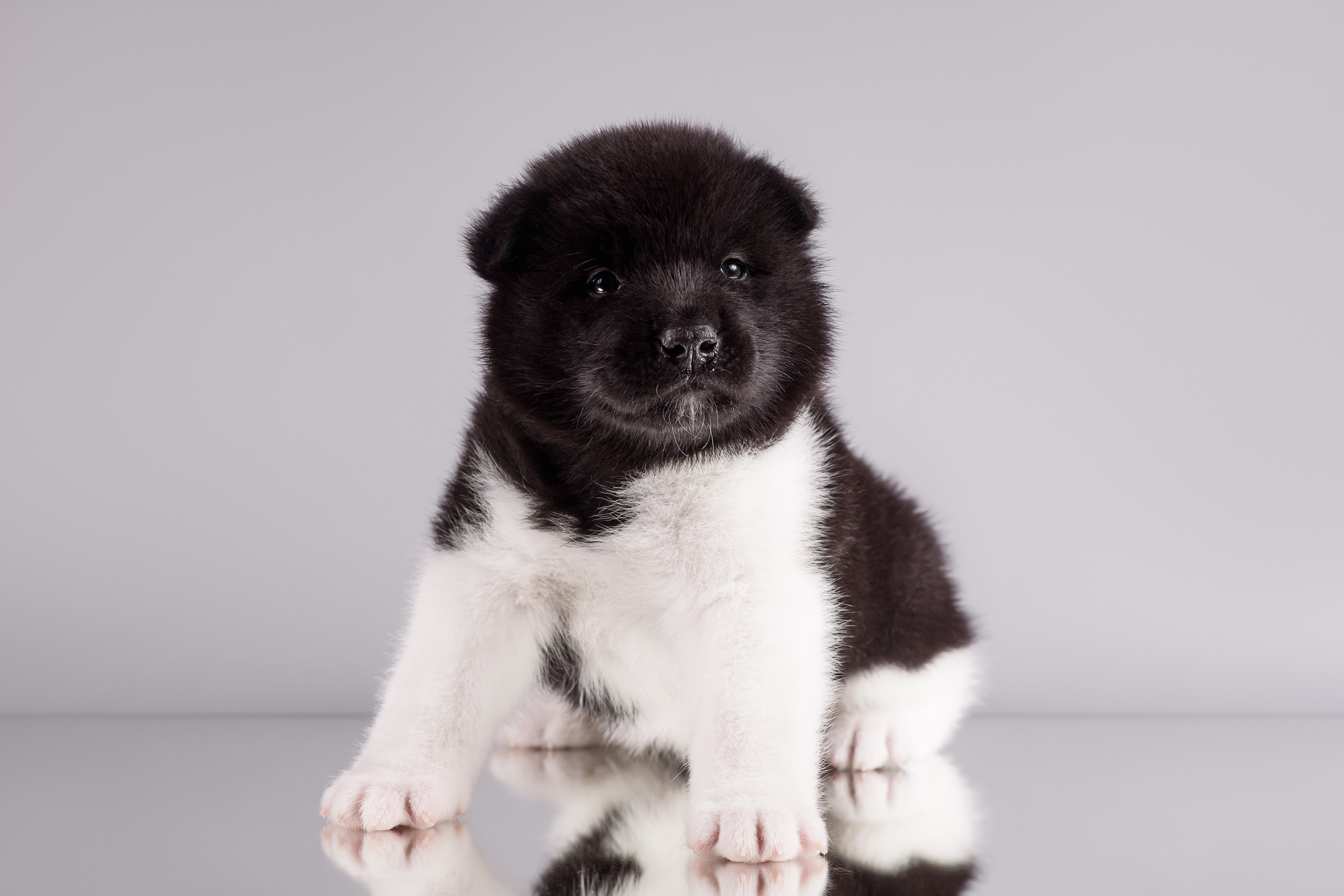 Щенки Американской Акиты — 04.11.2024. Фотограф — Анималист | Анна Абрамова