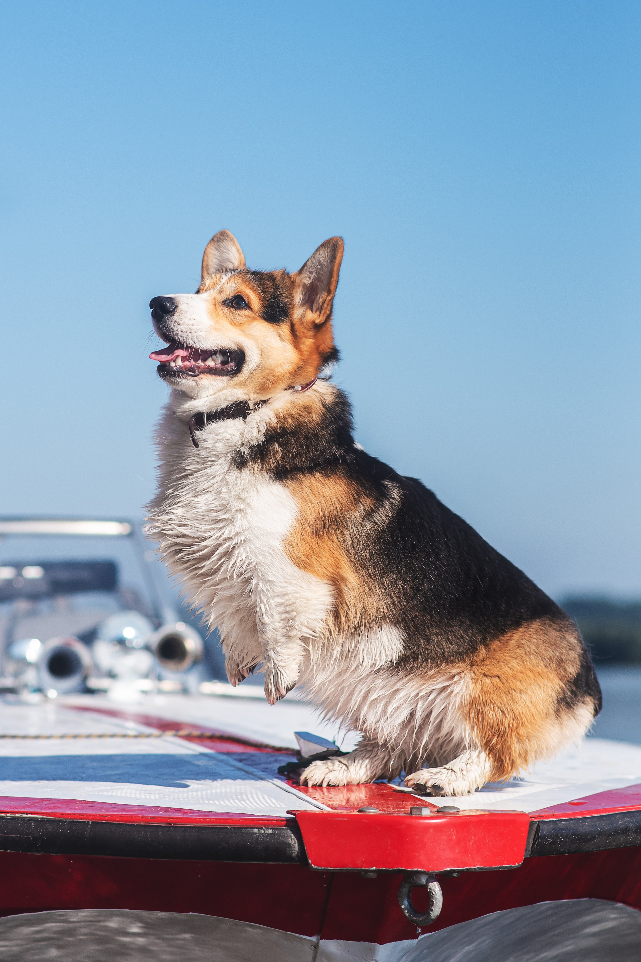 Майк и Лея — 29.08.2024. Фотограф — Анималист | Анна Абрамова