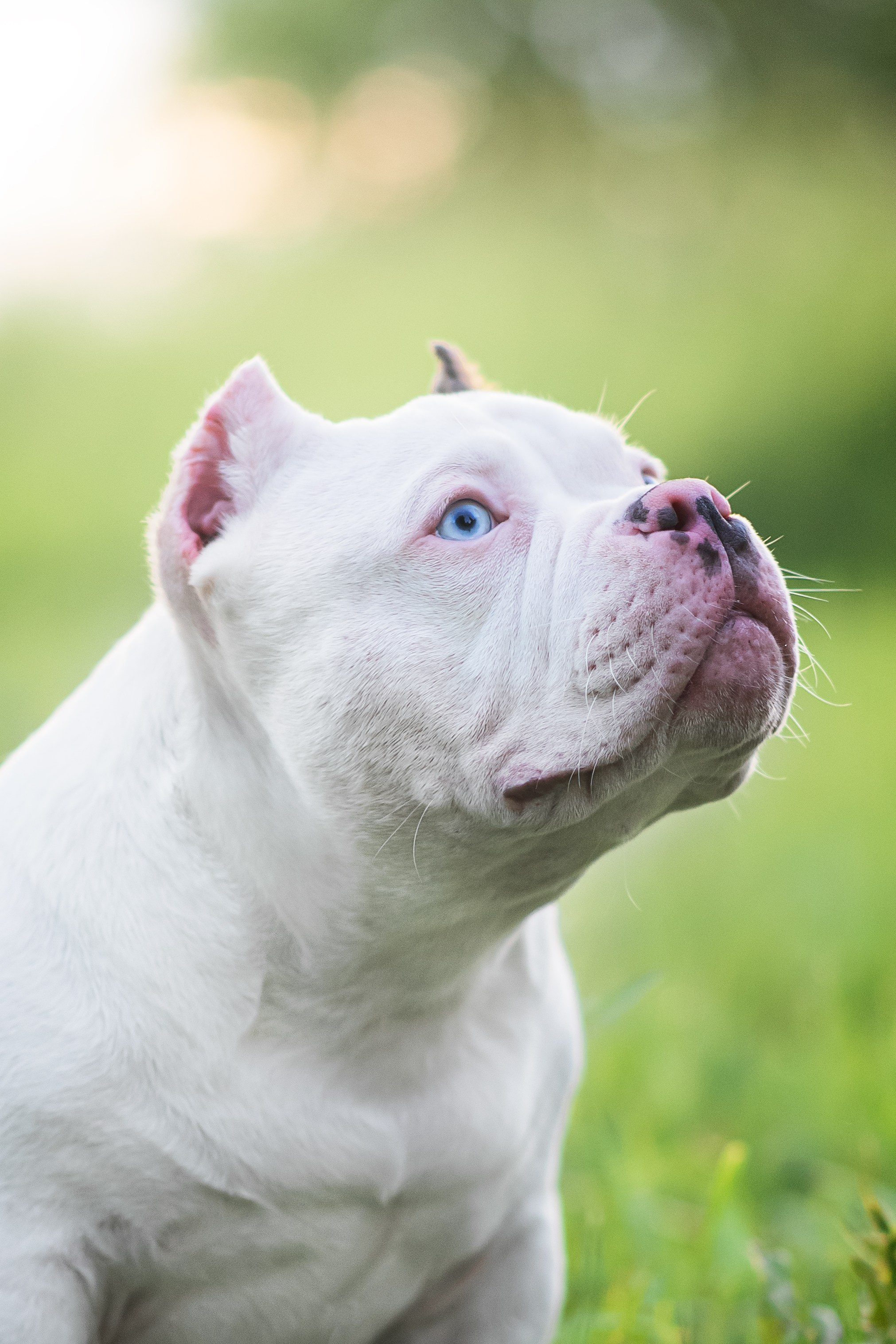 Щенки Американского Булли — 15.06.2024. Фотограф — Анималист | Анна Абрамова