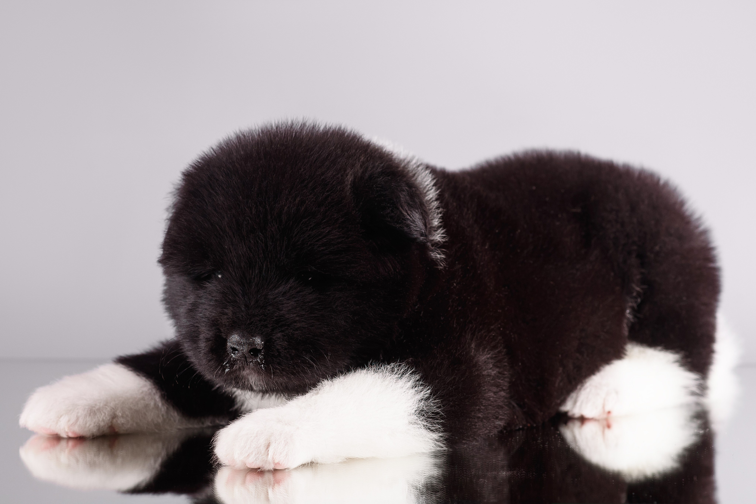 Щенки Американской Акиты — 04.11.2024. Фотограф — Анималист | Анна Абрамова