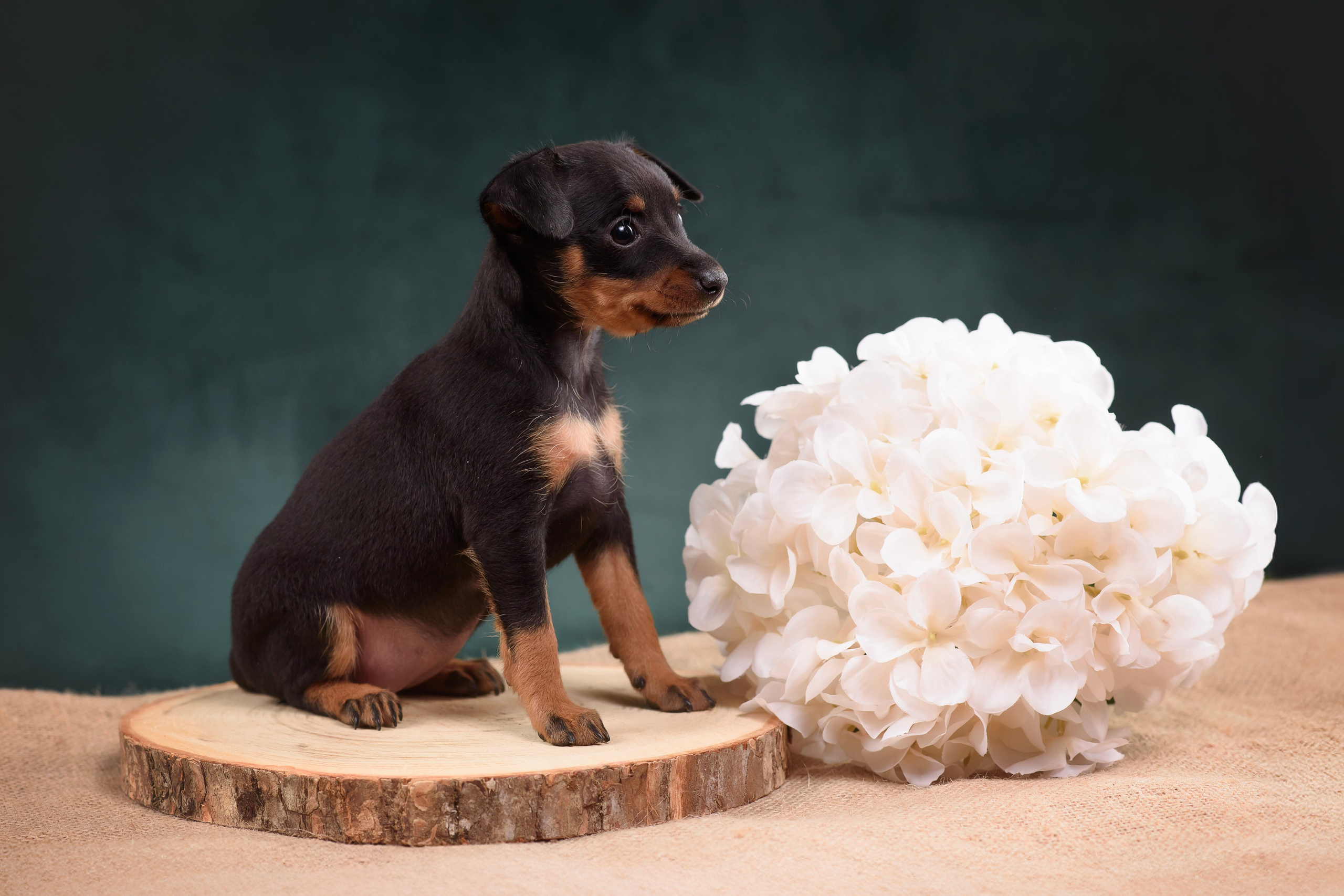 Щенки Пражского крысарика — 19.10.2025. Фотограф — Анималист | Анна Абрамова