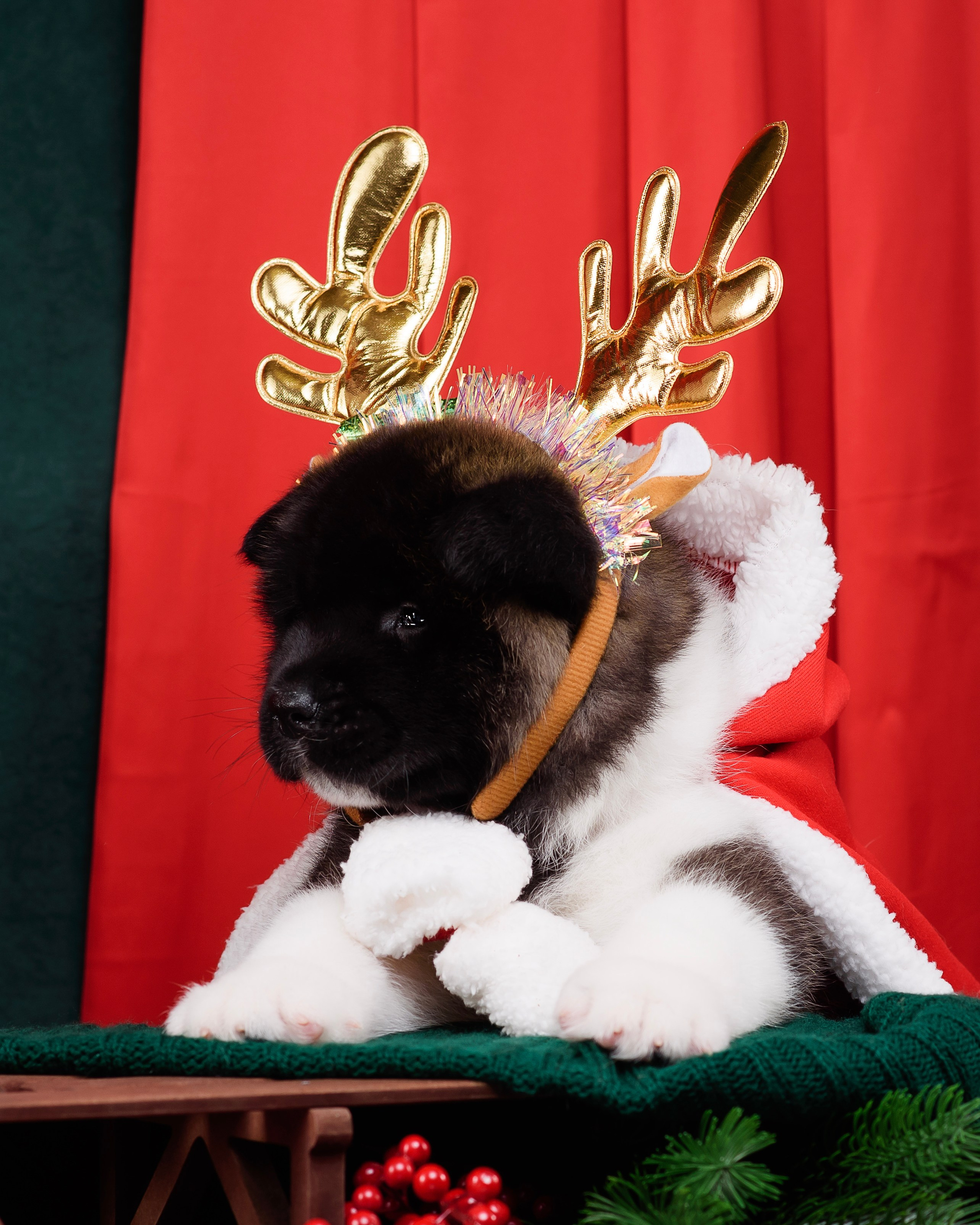 Щенки Американской Акиты. Фотограф — Анималист | Анна Абрамова