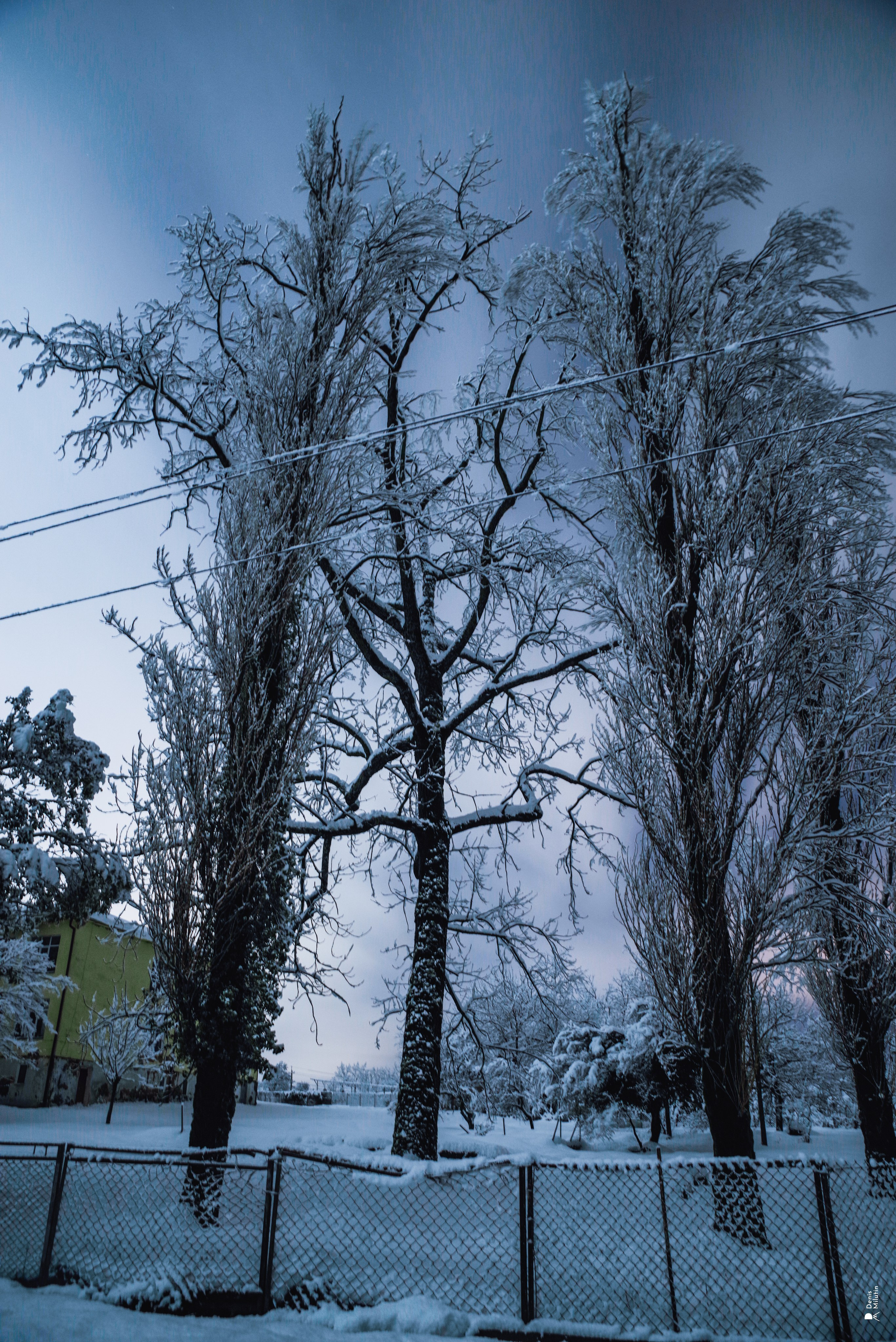 Спящий Менджи зимой. Портретный фотограф Денис Милютин