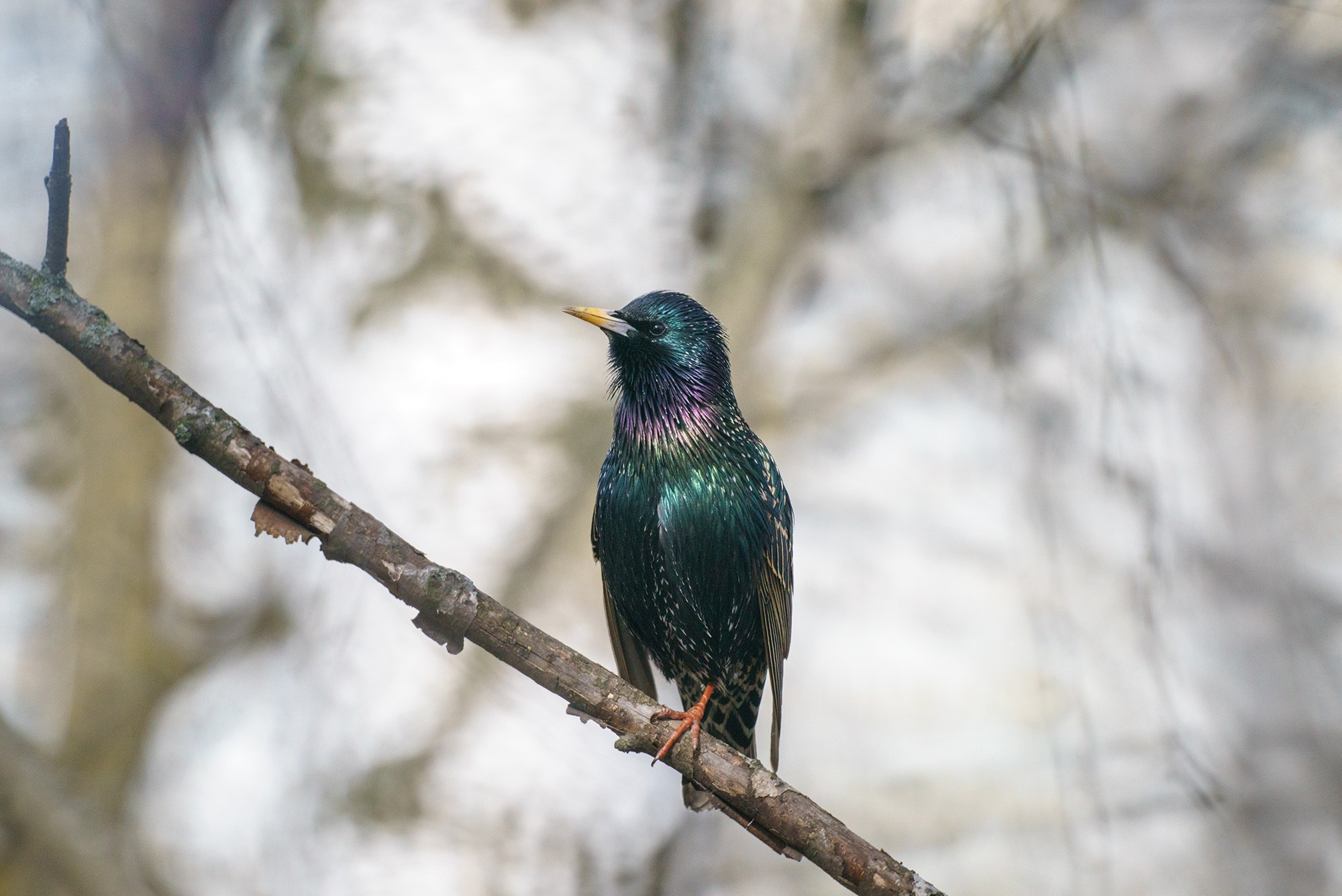Удивительные мир птиц. Вокруг нас столько прекрасного — присмотритесь!. Ваш личный фотограф Марина Волкова