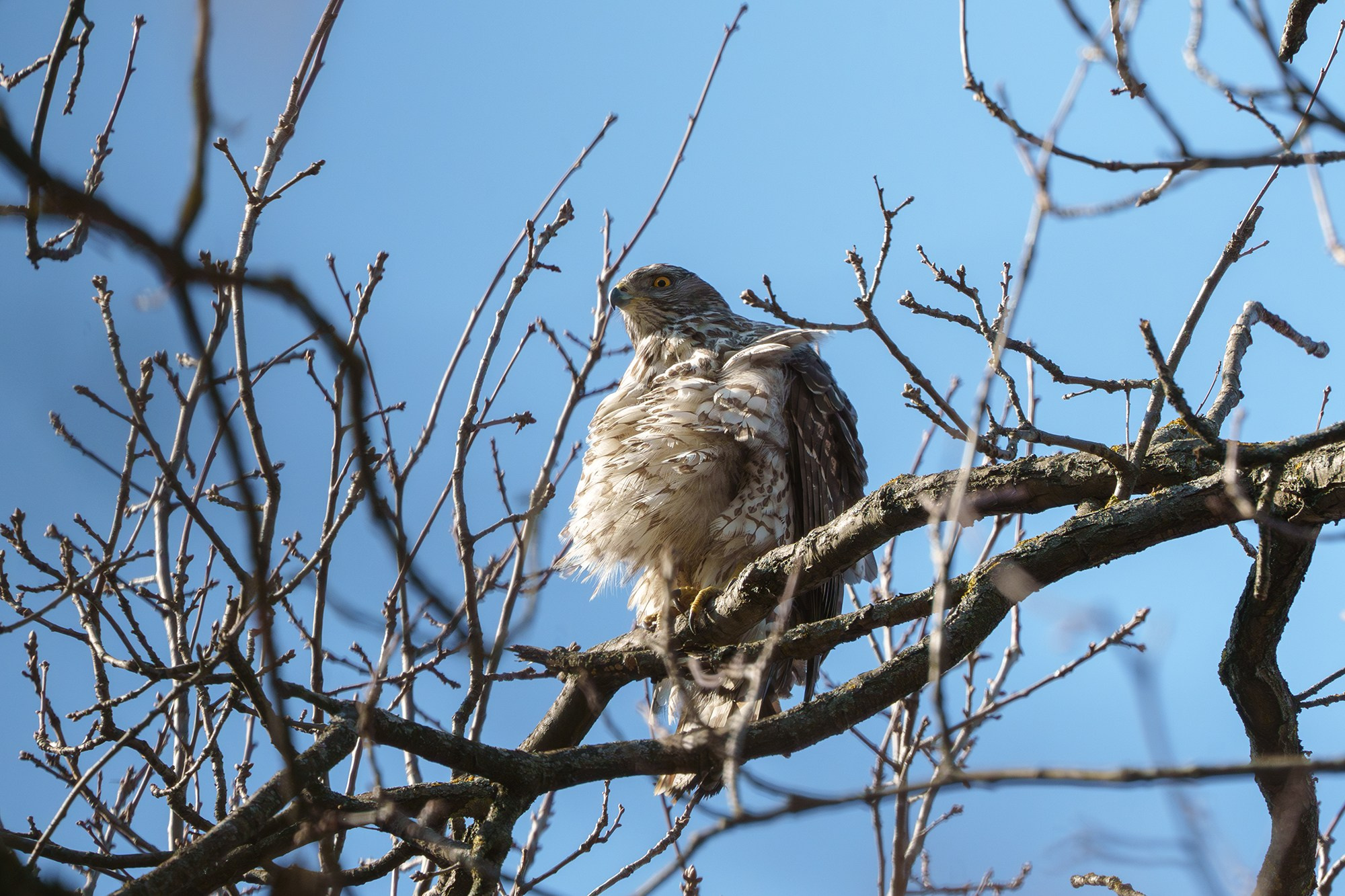 Удивительные мир птиц. Вокруг нас столько прекрасного — присмотритесь!. Ваш личный фотограф Марина Волкова