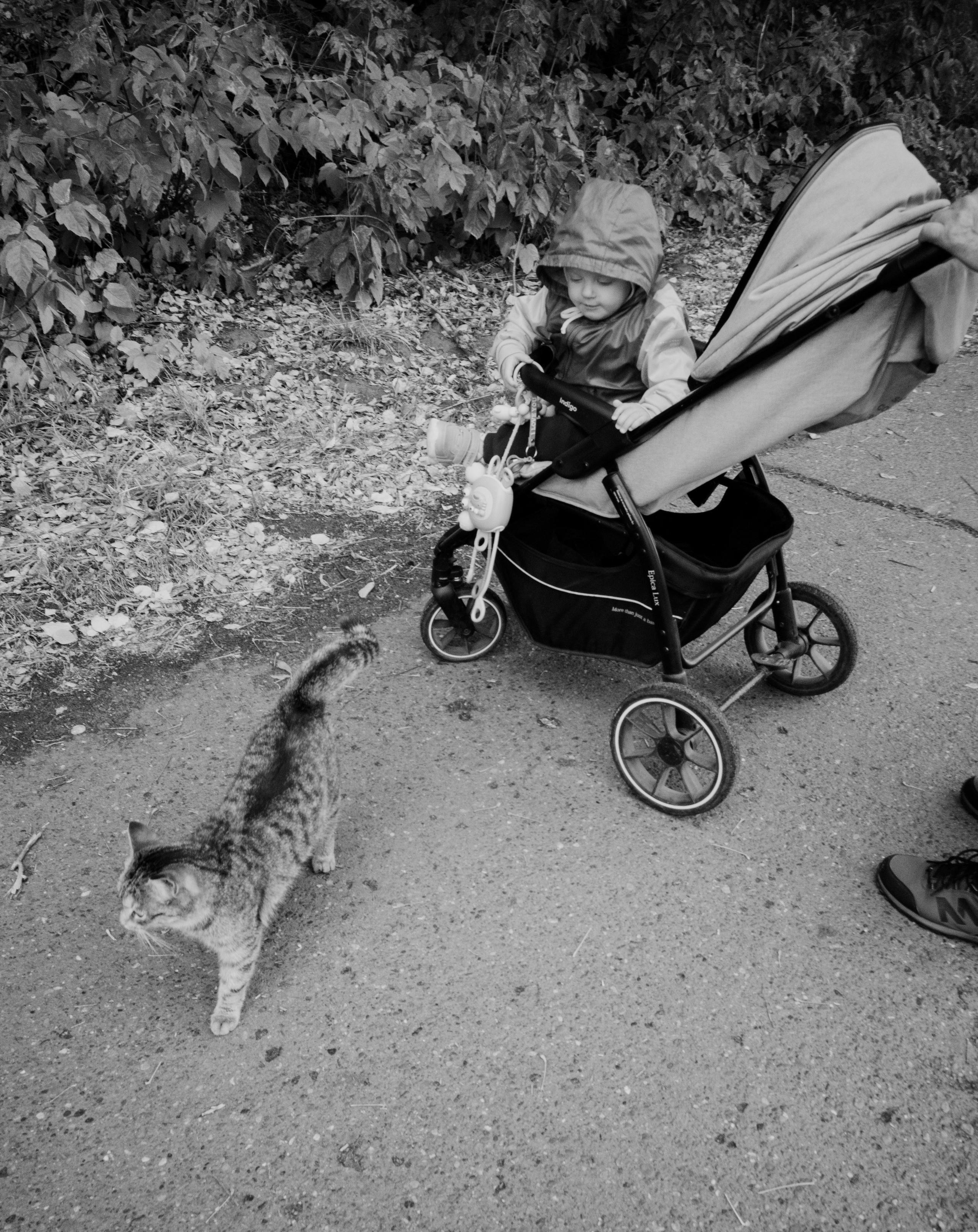 Кошки. Фотограф Александр Тихонов