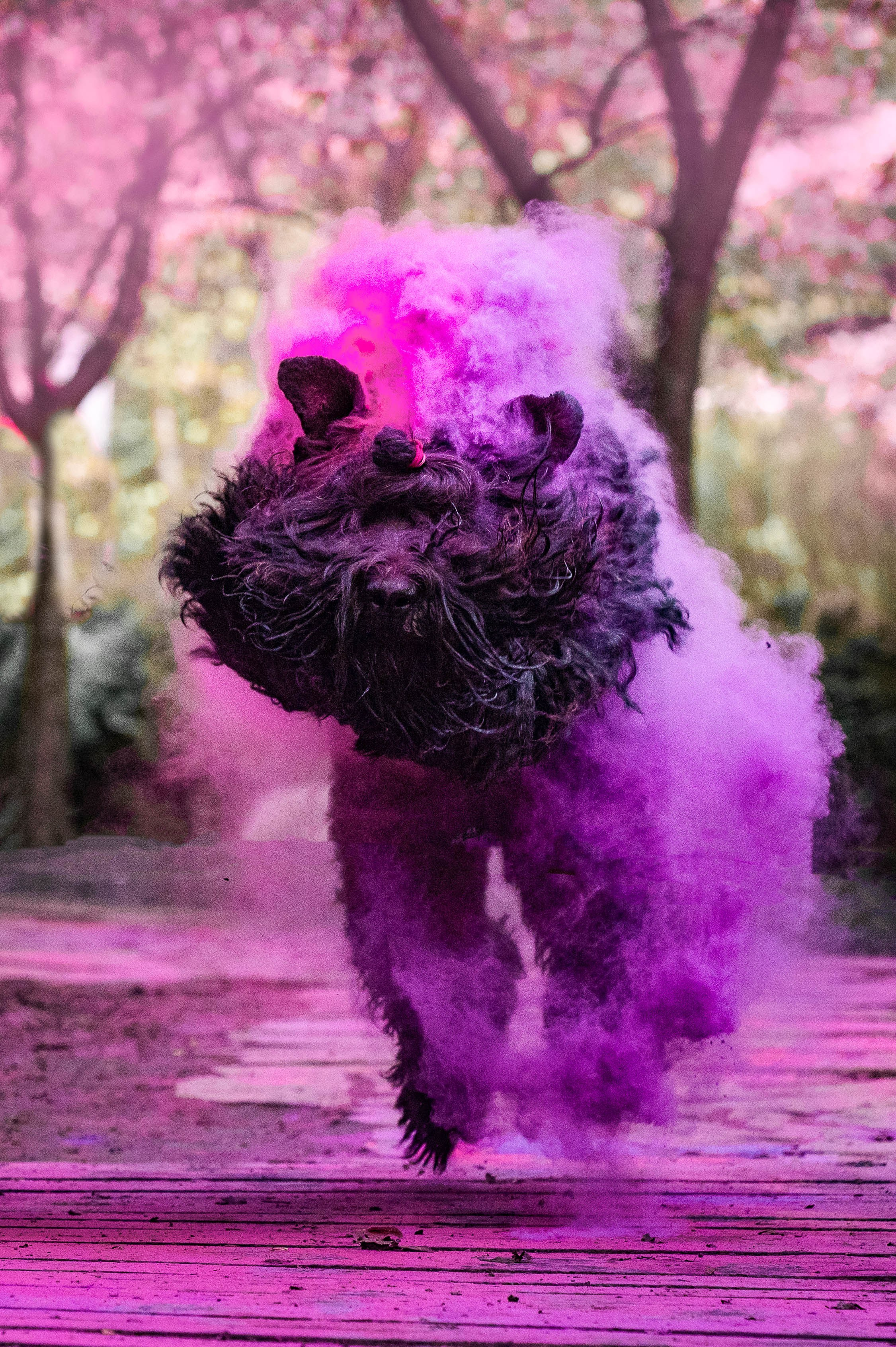 Черныши, сакура и краски холи. Фотограф-анималист