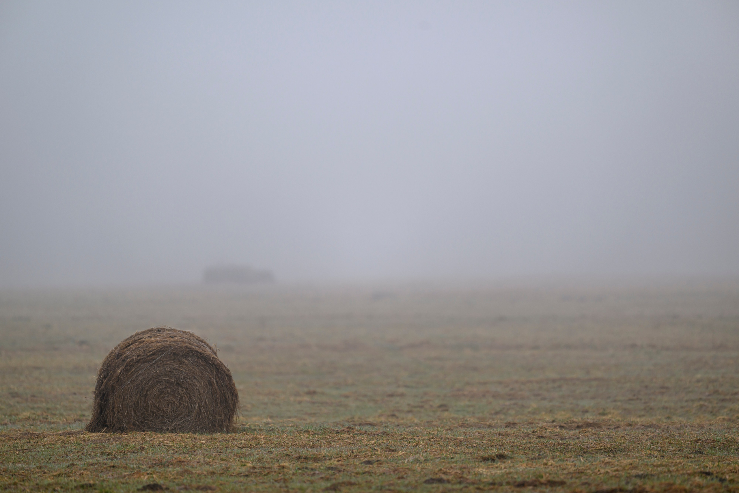 Гуси да журавли. Wildlife photography by Sergey Puponin