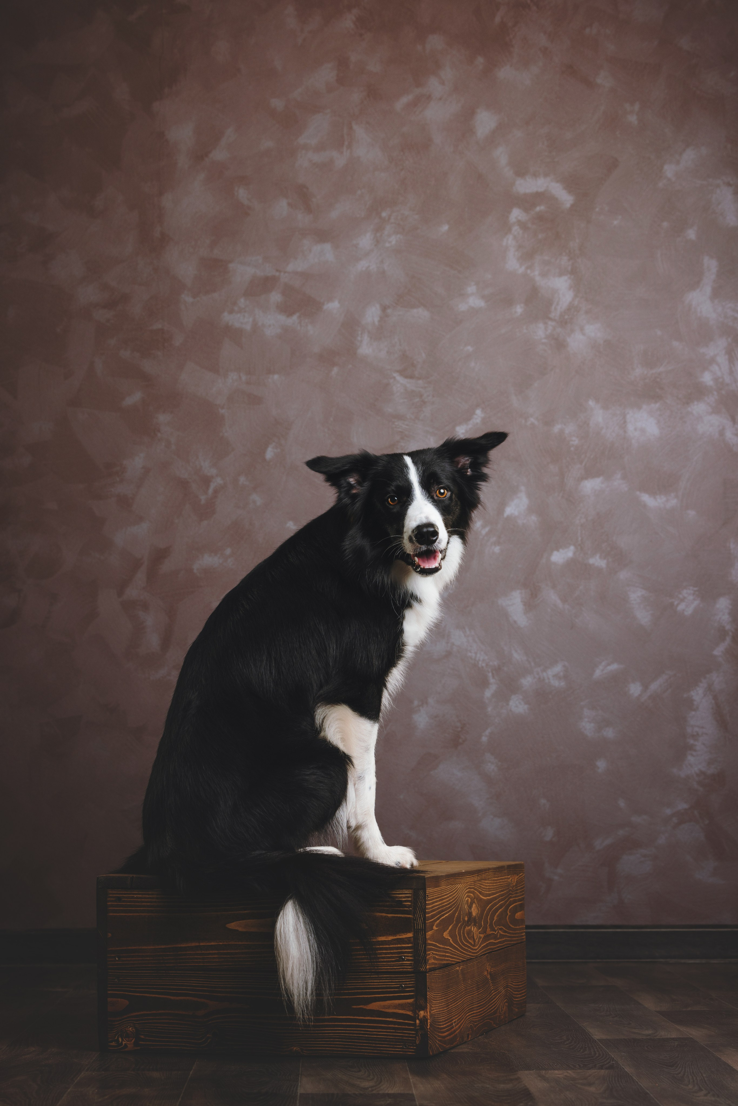 Бордер-колли. Фотограф анималист Осипчикова Мария