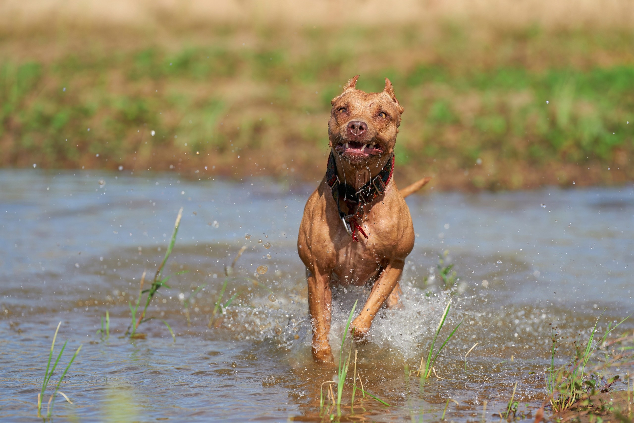 Фотосессии. Фотограф-анималист Михаил Манухин