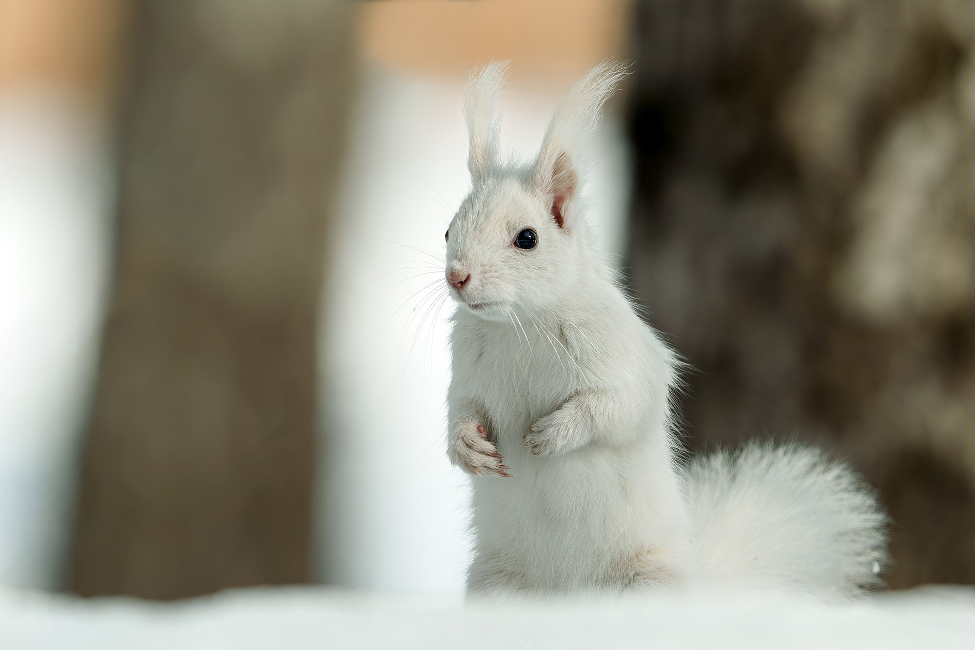 Животные. Ваш личный фотограф Марина Волкова