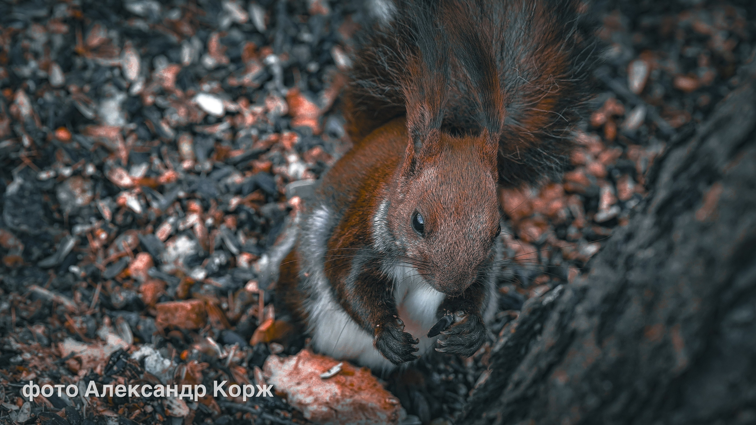 Животные. Фотографии и видеосъемка, Айхал, Удачный, Якутия. Фотографии Айхал