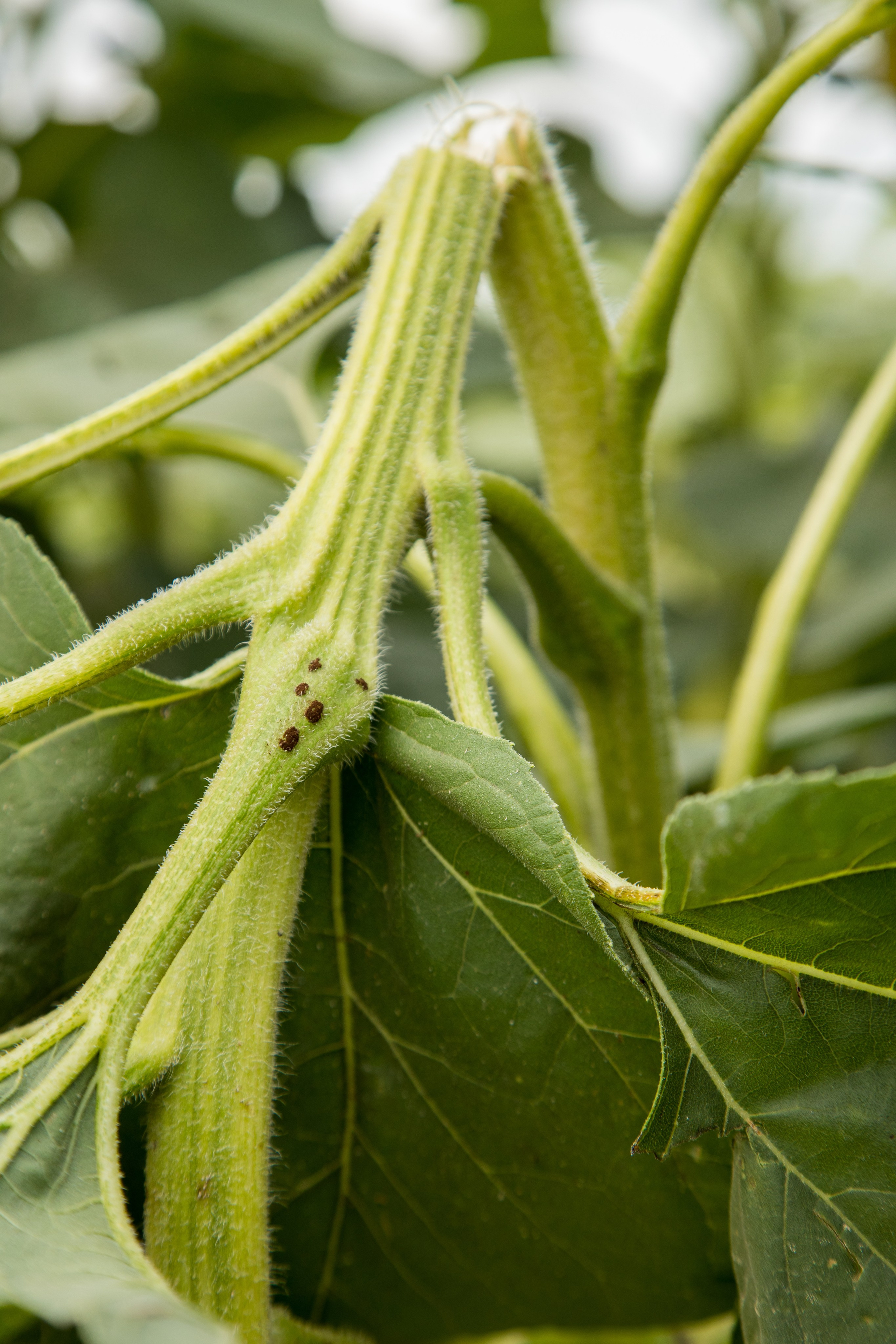 Решения для сельского хозяйства BASF 16.08.2022. Владислав Волков | Фотография и видеосъемка в Воронеже