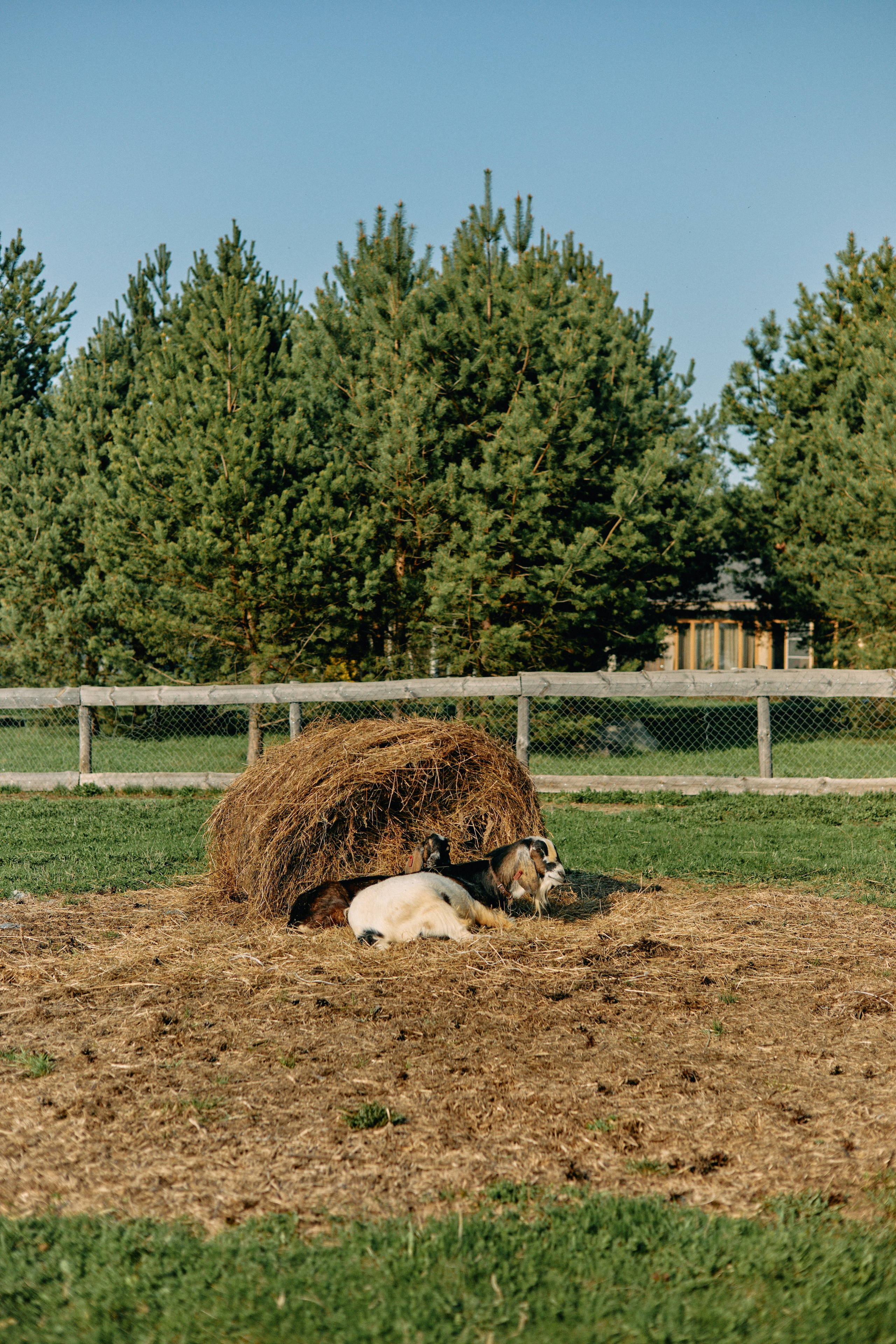 Бутик-отель Поле летом. Профессиональный Фотограф во Владимире, в Москве и в Суздале — Полина Романычева