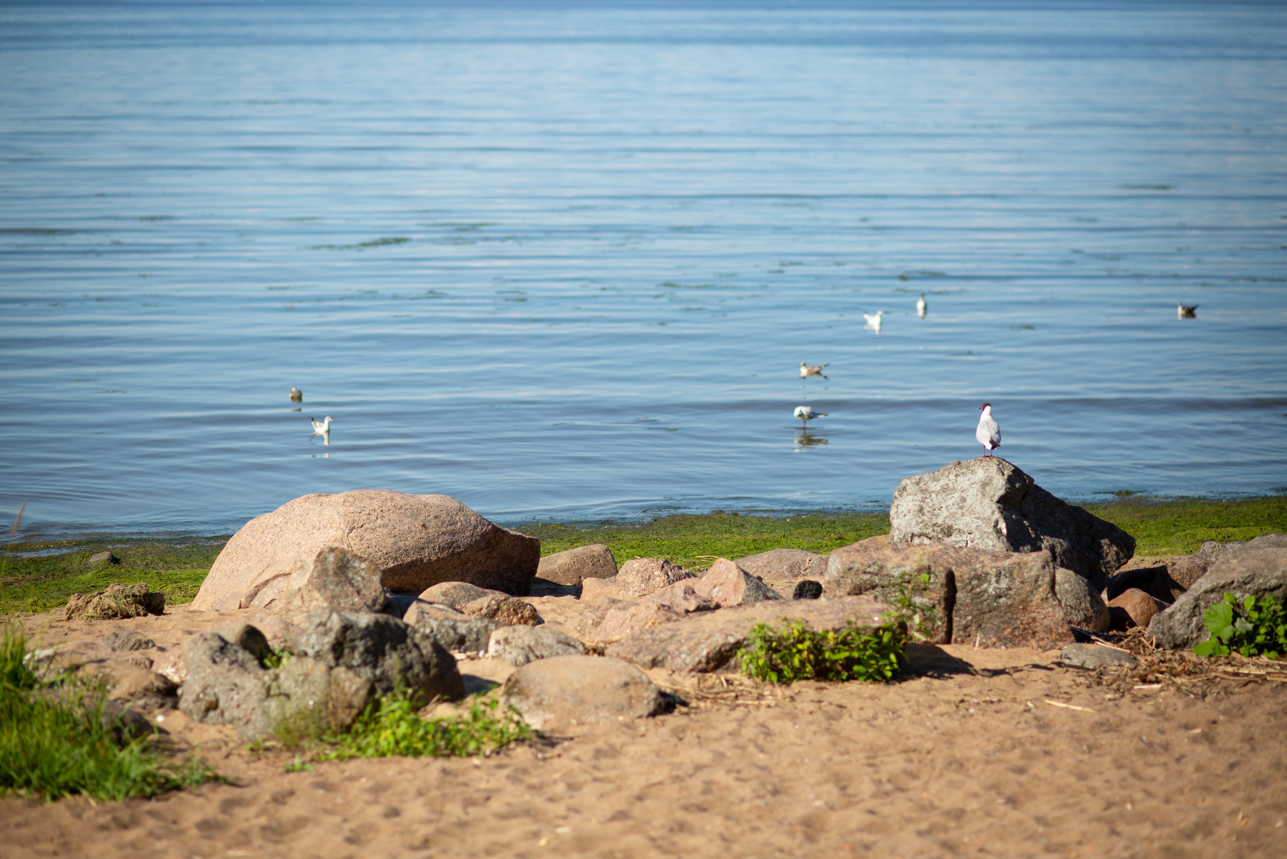 Петергоф. Фотограф в г. Сургуте Марина Киприна