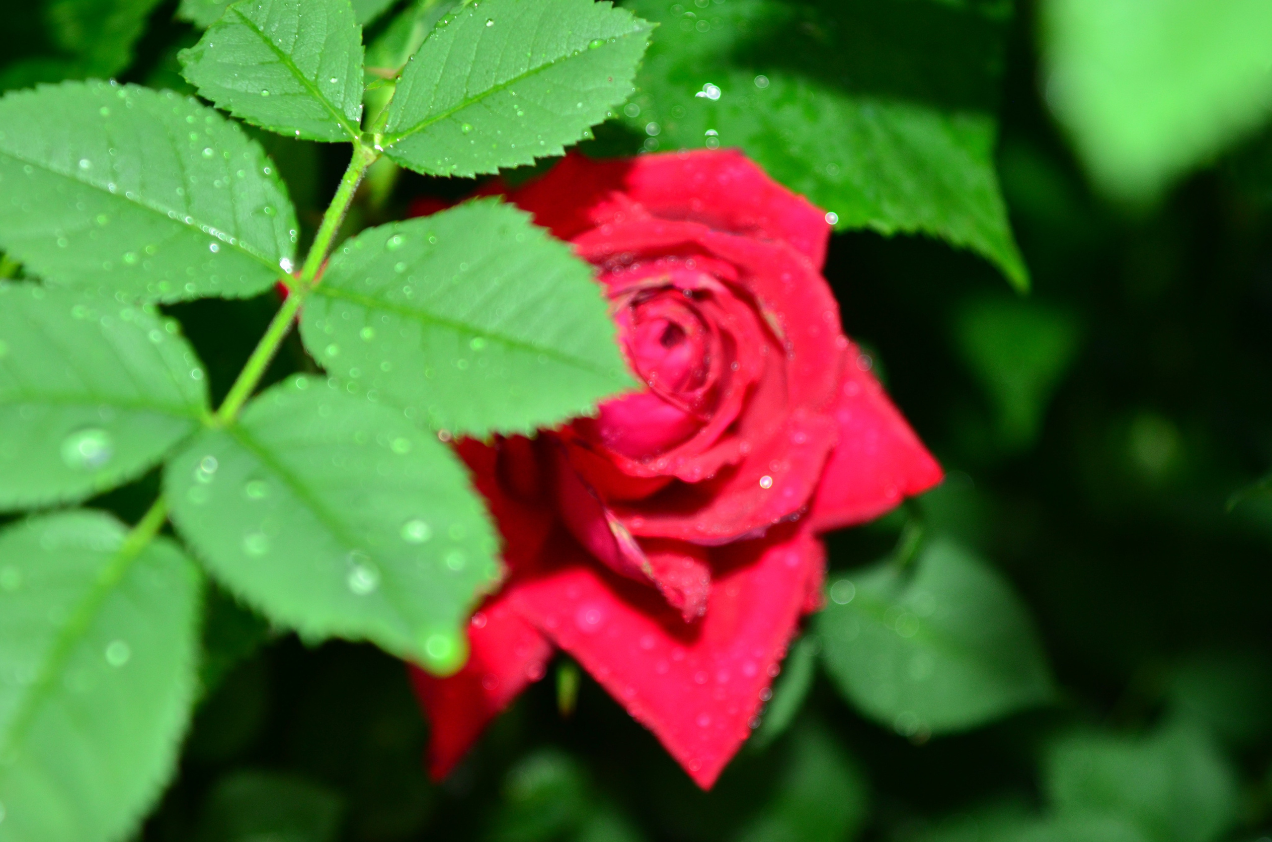 Дары природы. Фотограф viktor viktor