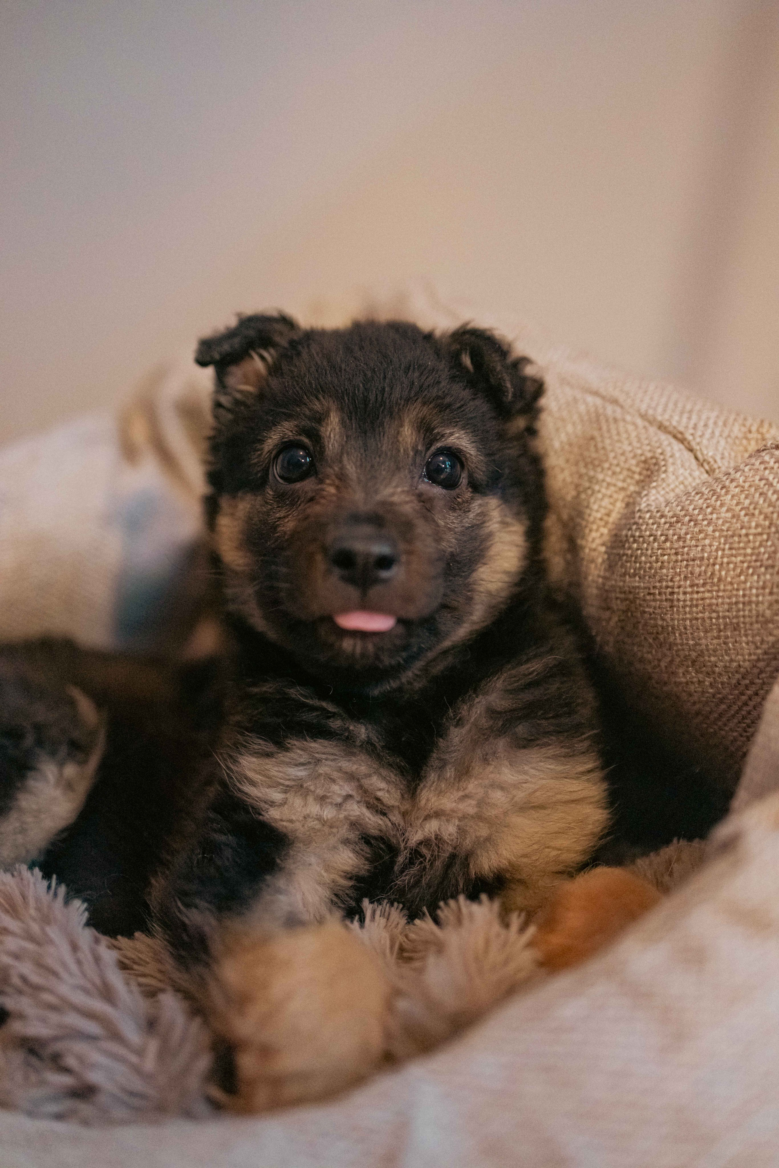 Пеппа. Фотограф-анималист в Москве Лера Черноног