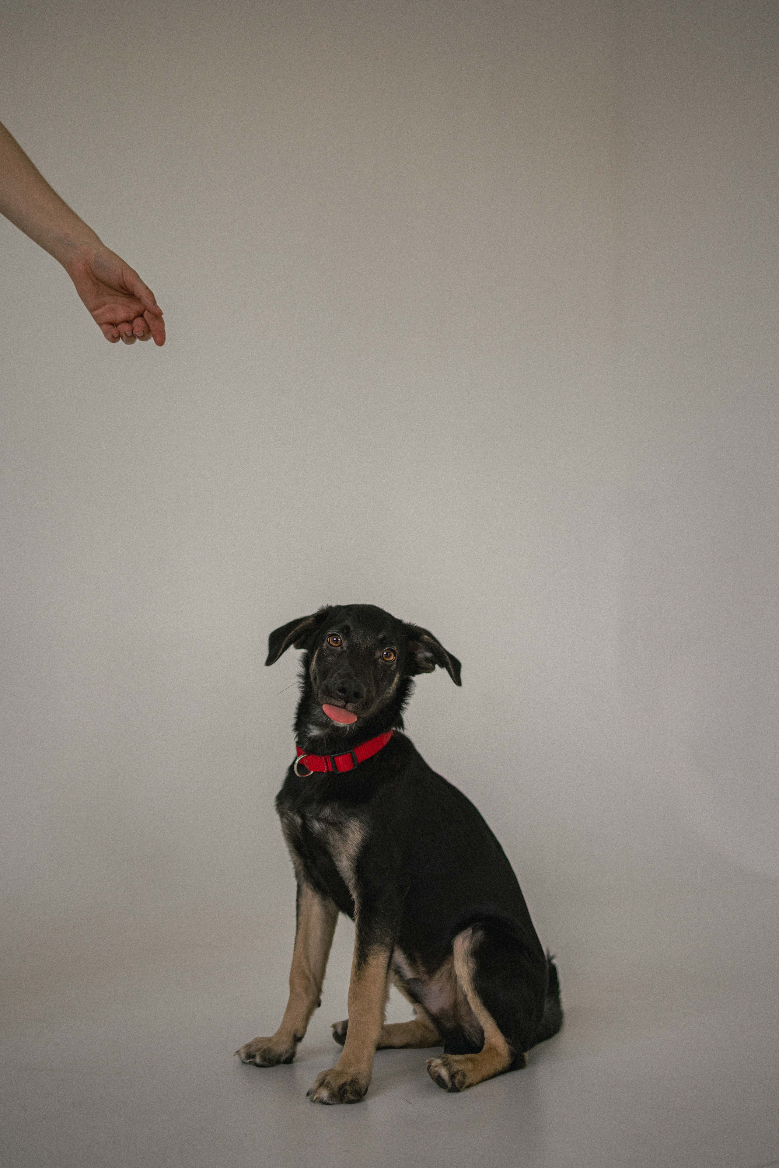 Крис и Тэдди. Фотограф-анималист в Москве Лера Черноног