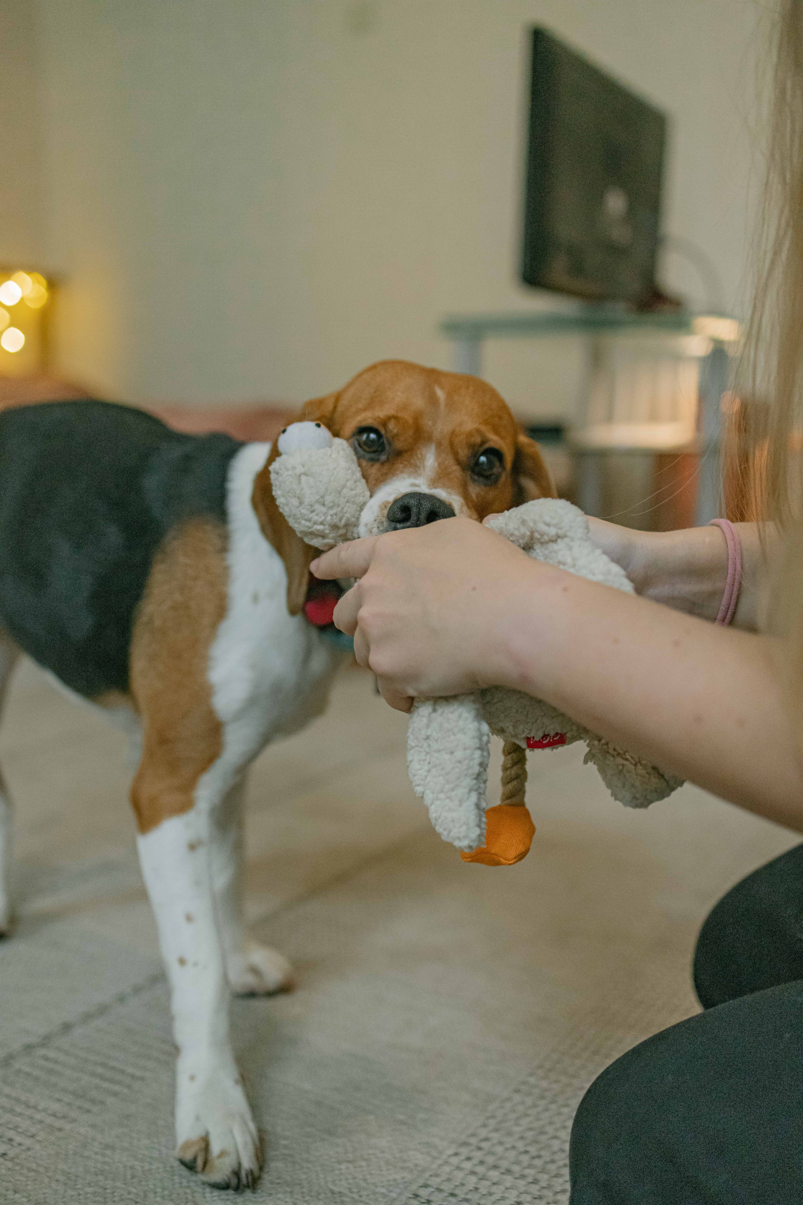 Света и Ива. Фотограф-анималист в Москве Лера Черноног