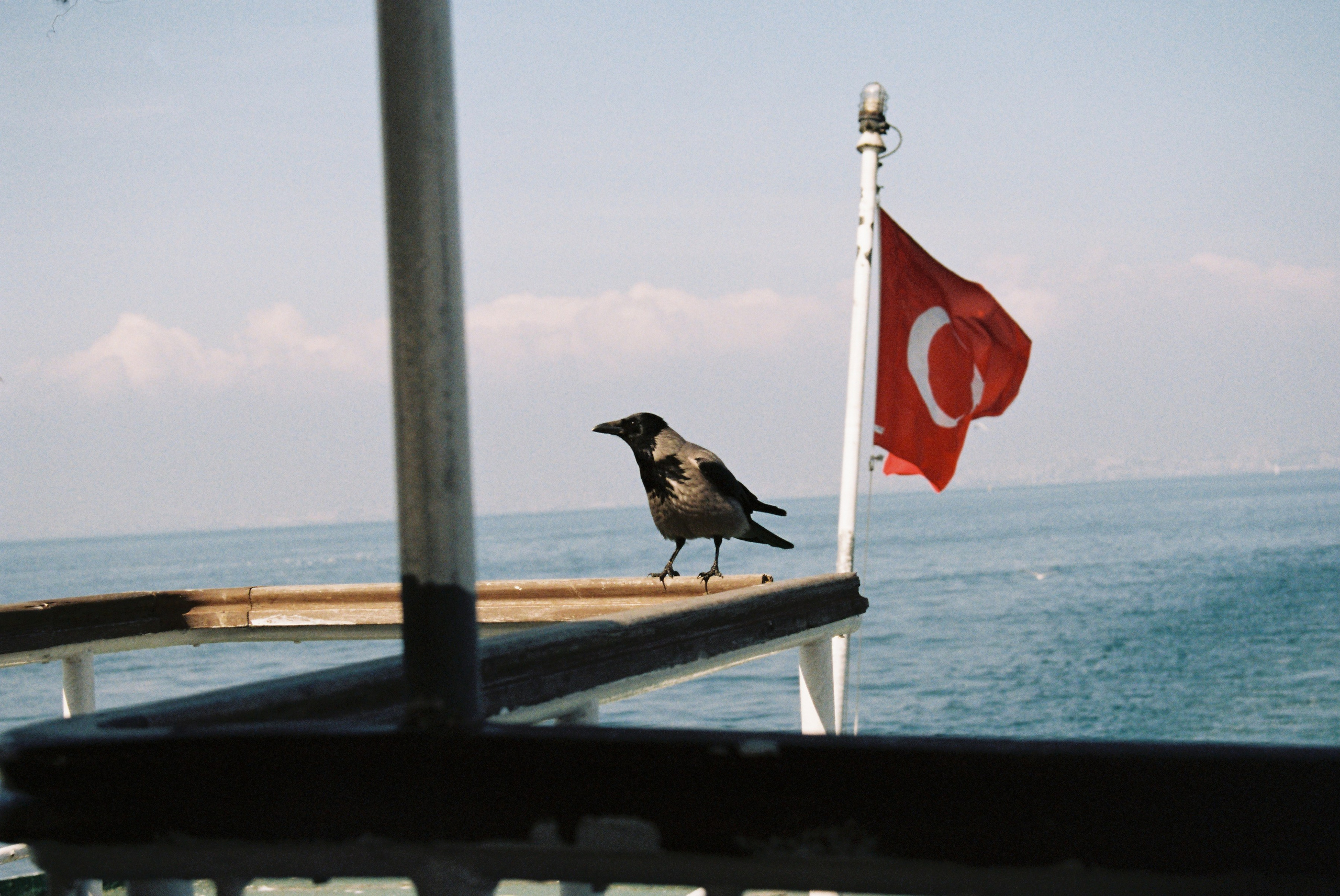 Film chronicle. Kosky ilya