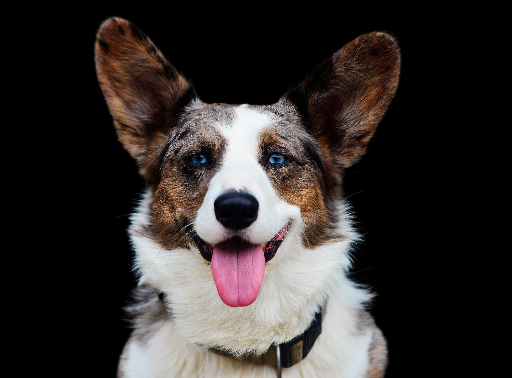 ЕС. Конный фотограф Alesya Safe