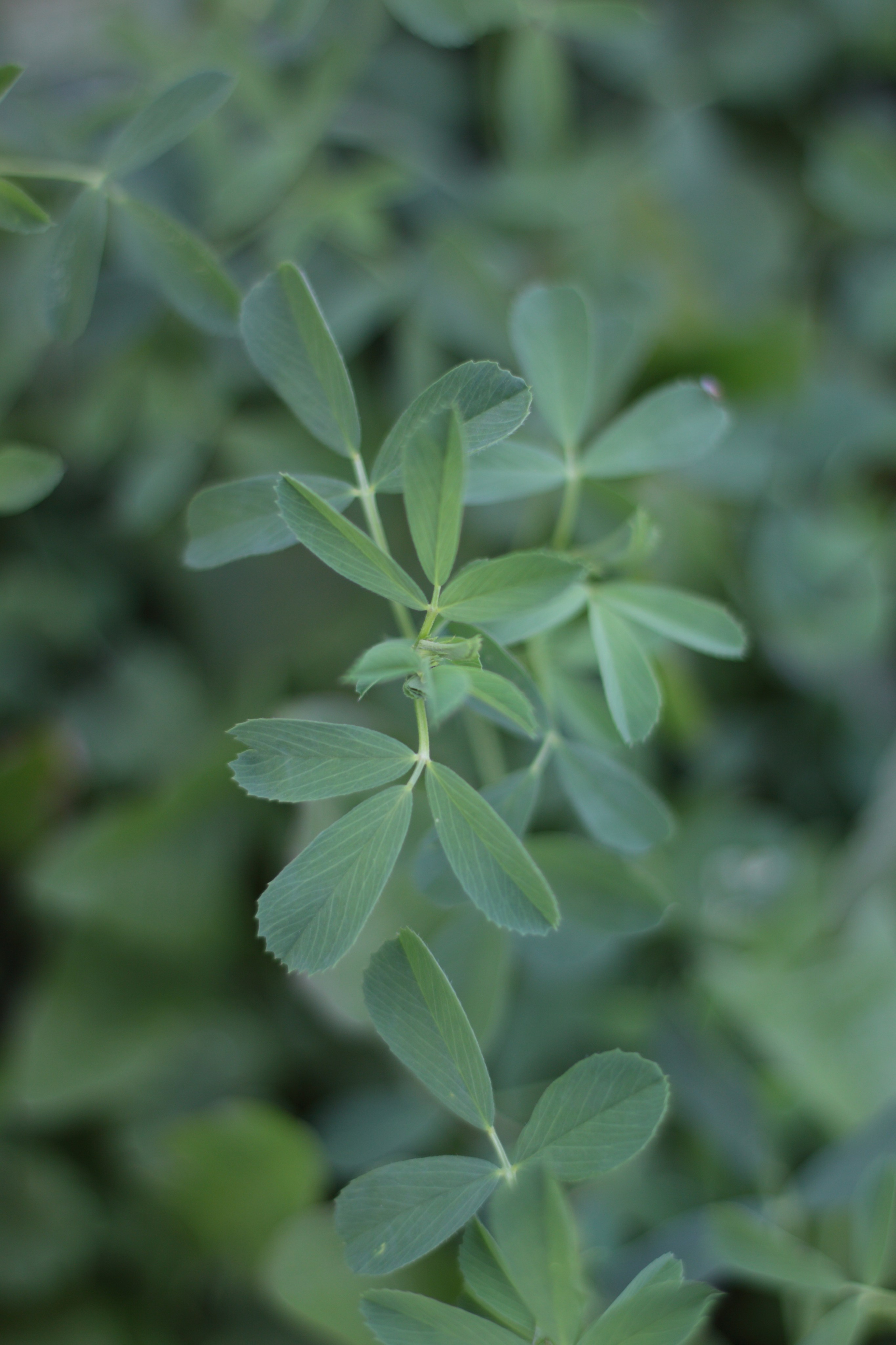 Старое природное, отбирала Katamount (Катерина Горохова). Главная