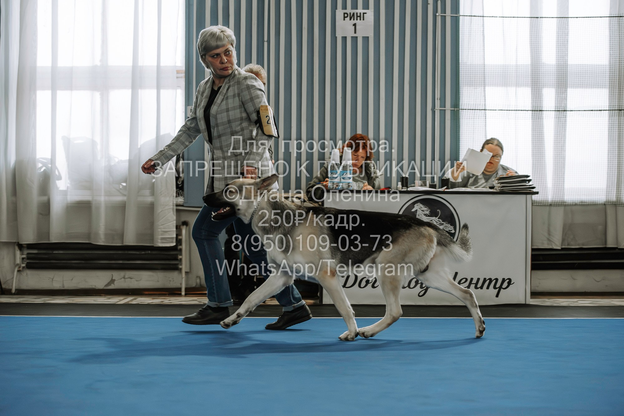 Выставка собак Красноярск 29.10.2023. Фотограф Диана Оленина Красноярск / Братск