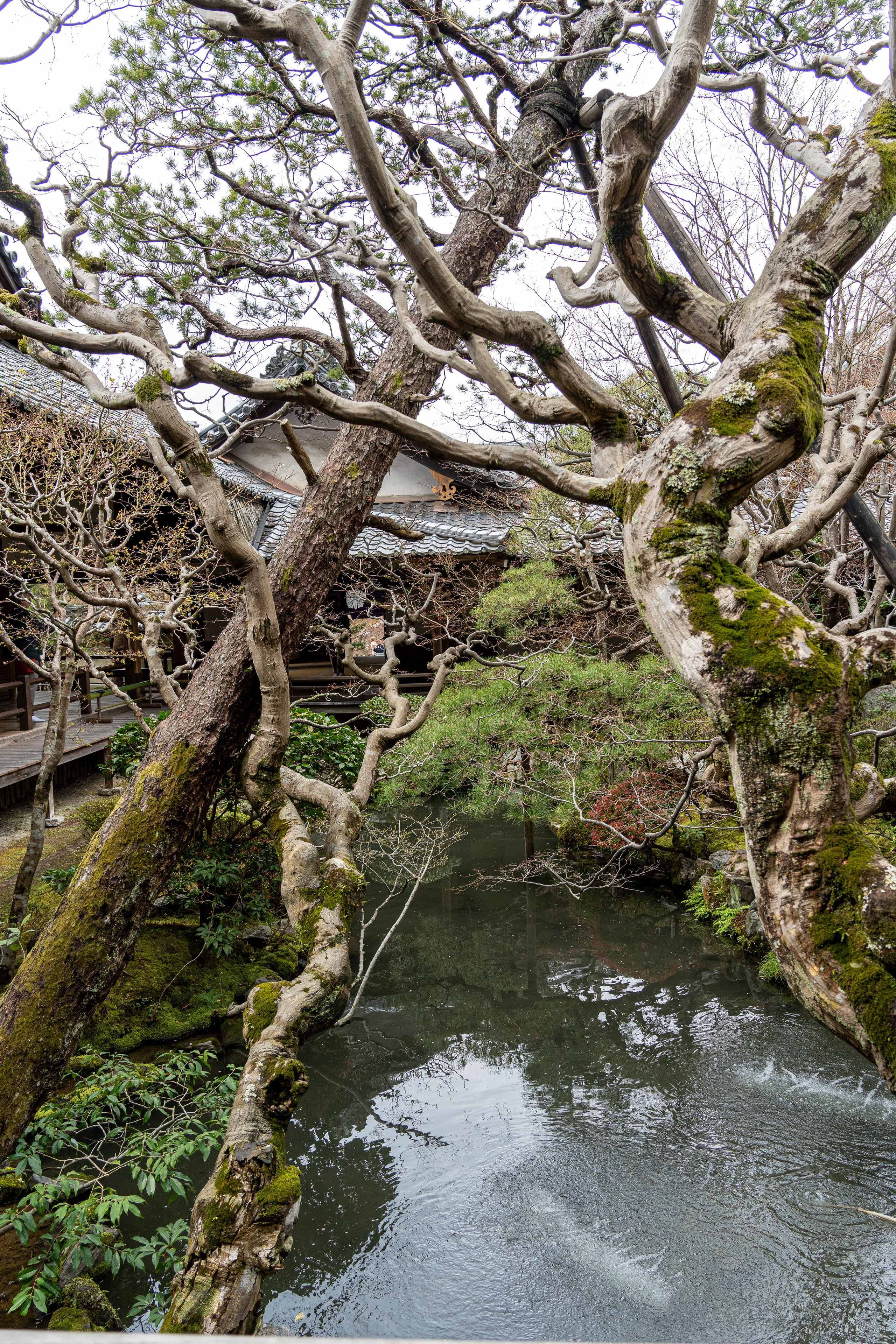 Япония, сакура. Творческие сьемки