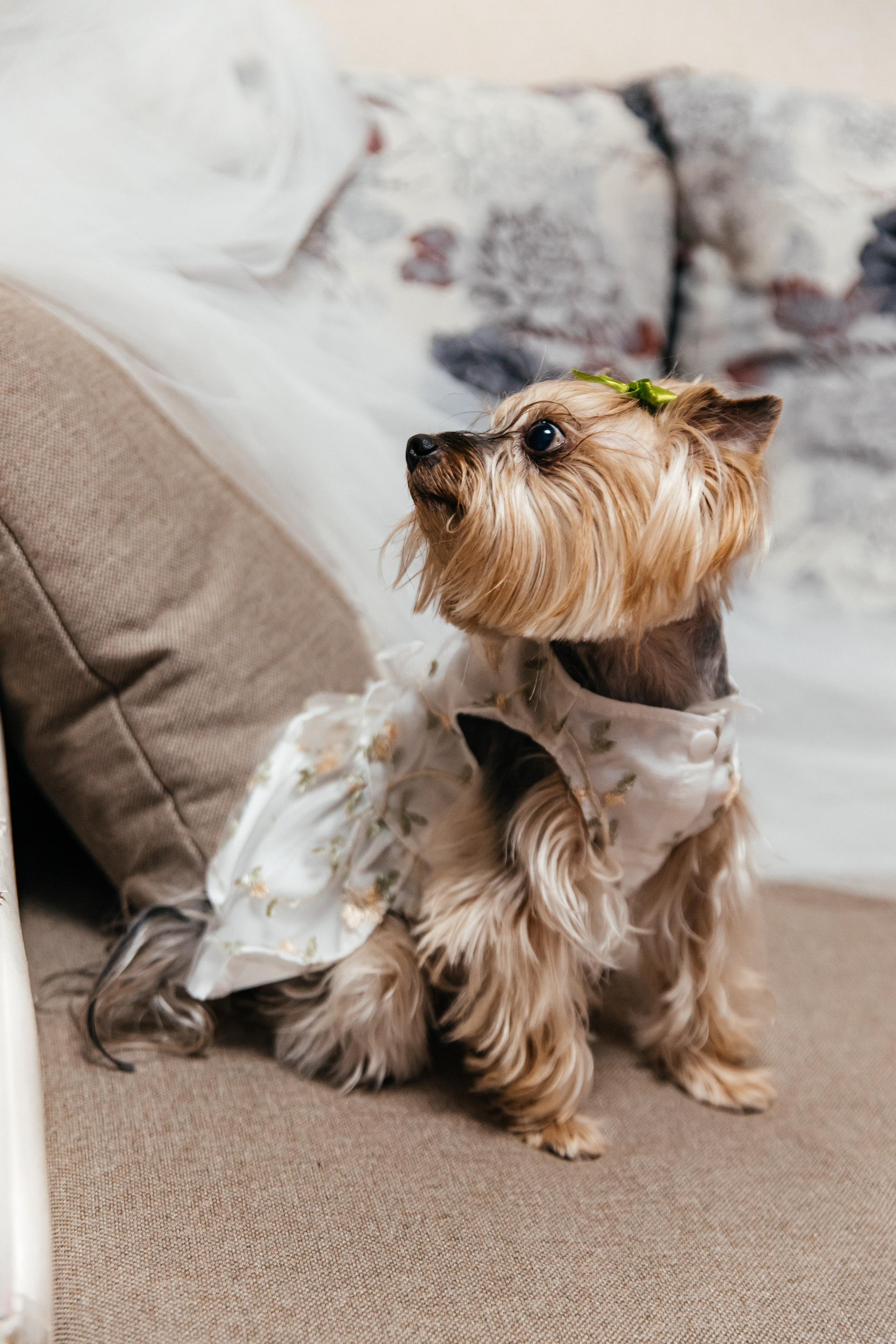 Андрей Оля. Свадебный фотограф и видеограф Владислав и Анастасия Макриди