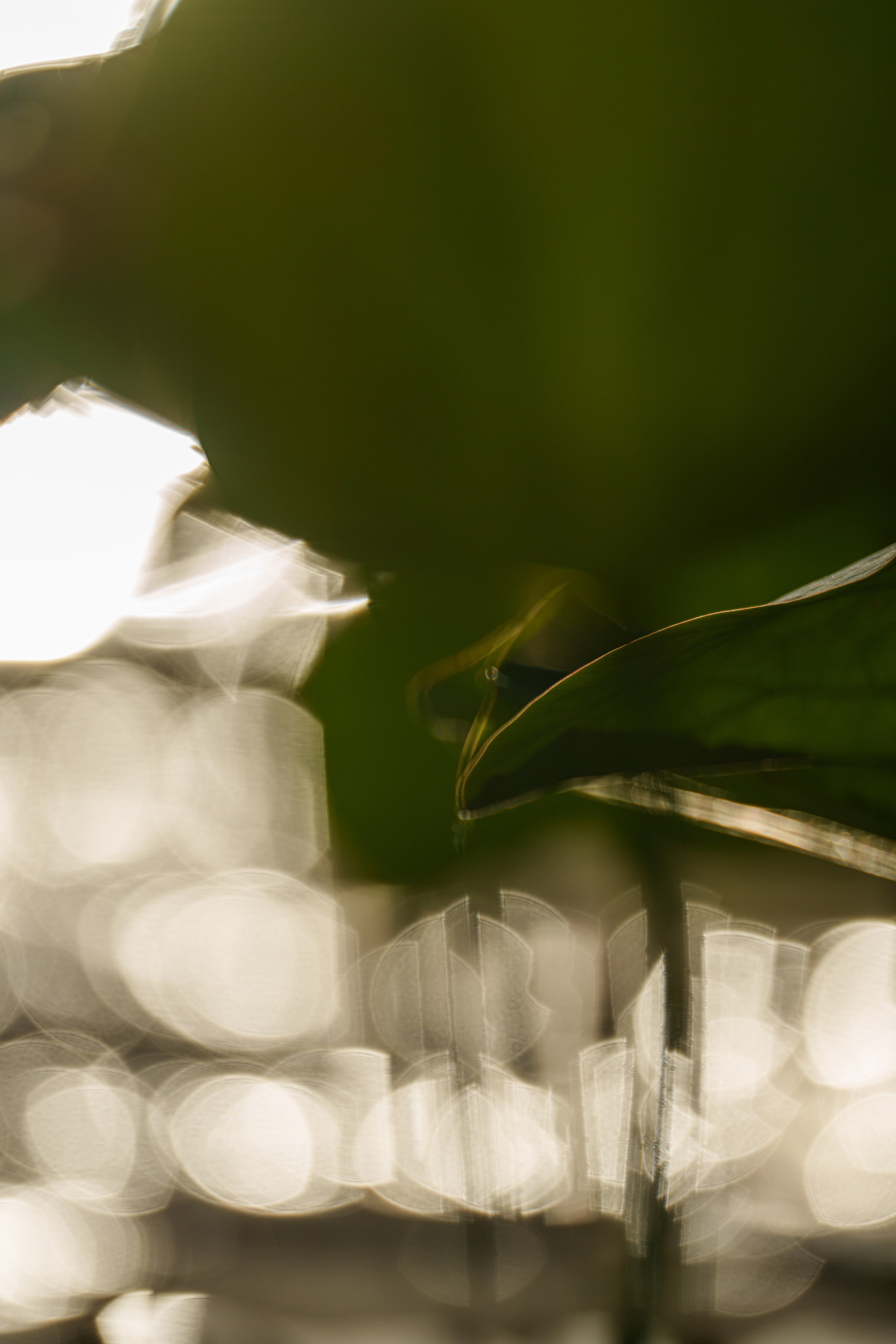 Золотые лотосы. Июль