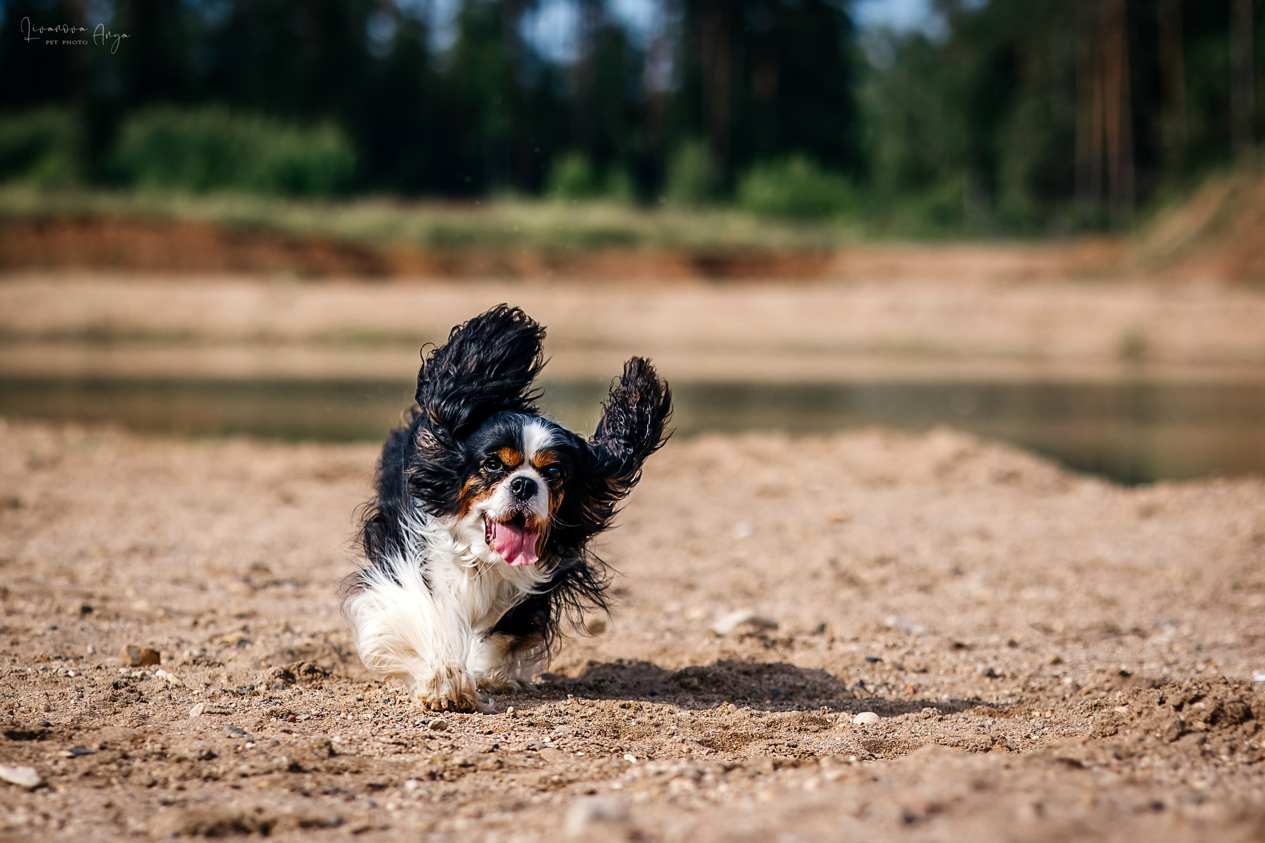 Троицкий карьер. Фотограф анималист Аня Ливанова | Рыбинск