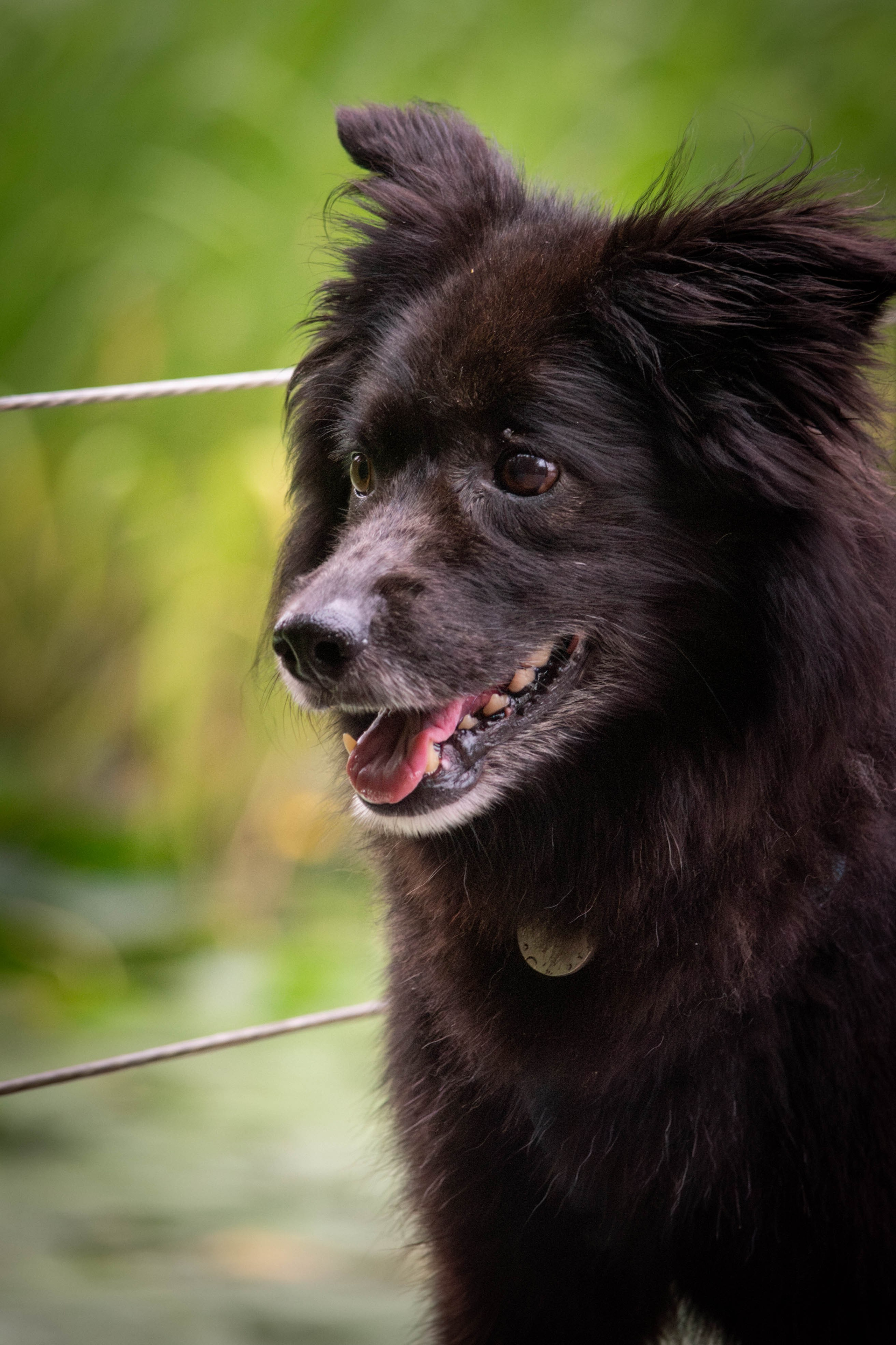Альба и Даша. Фотограф Светлана Блинова, Москва и Московская область