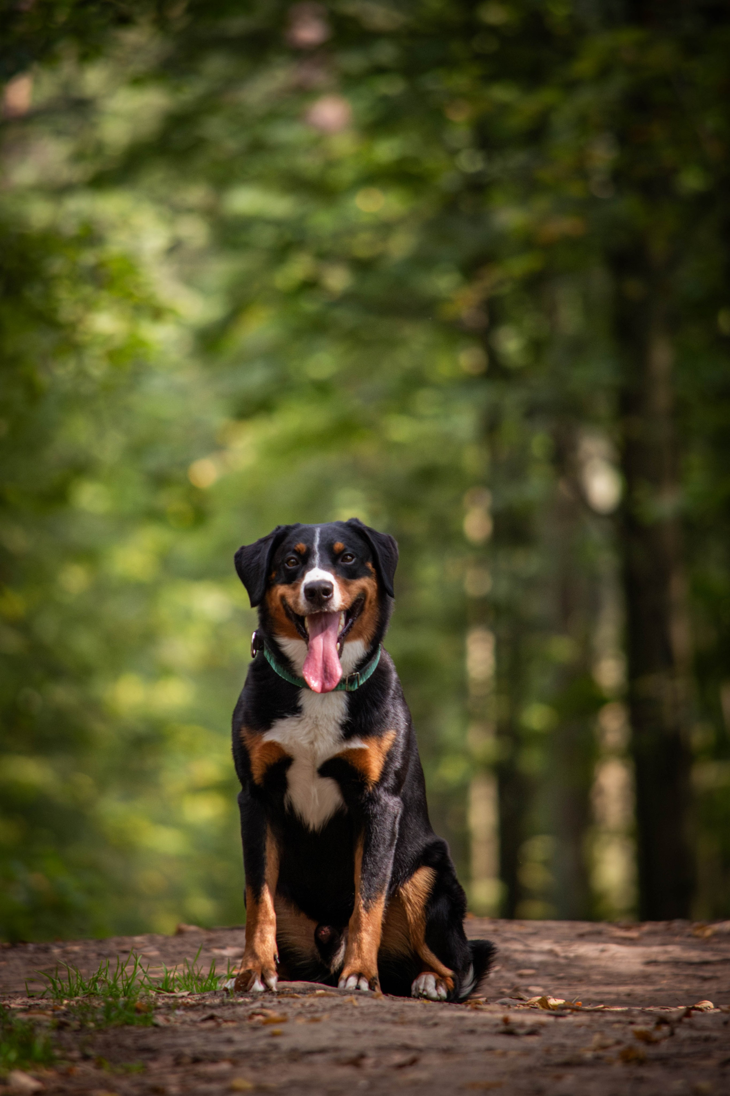 Микки и Юля. Фотограф Светлана Блинова, Москва и Московская область