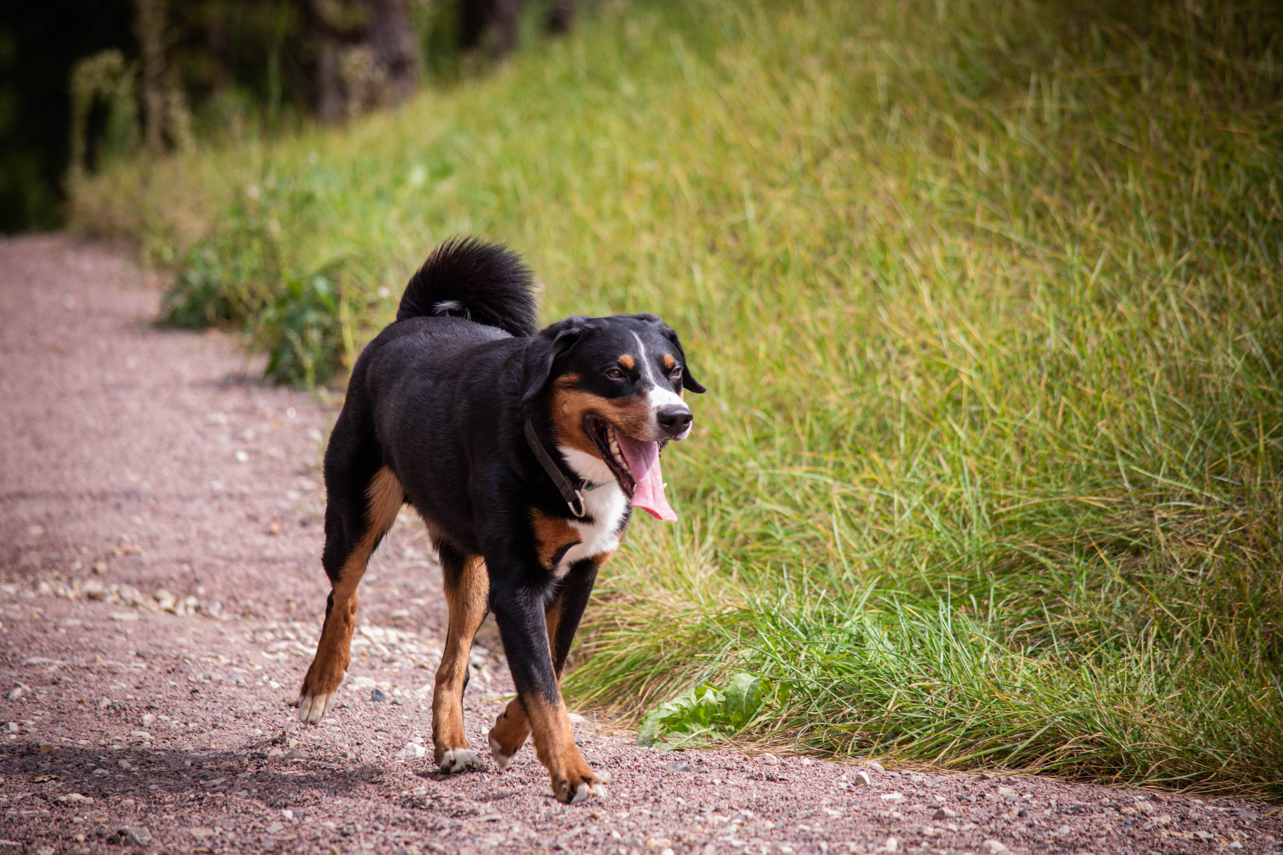 Микки и Юля. Фотограф Светлана Блинова, Москва и Московская область