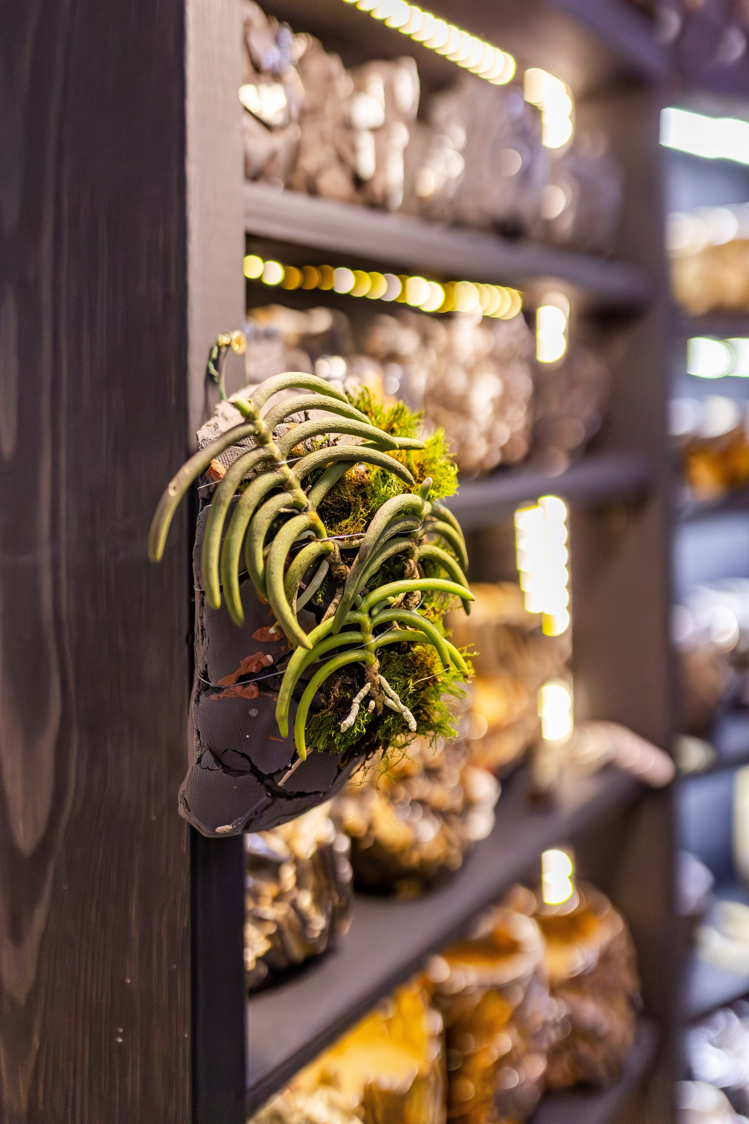 Монстериум апрель 2026. Александра Куликова фотограф, Москва