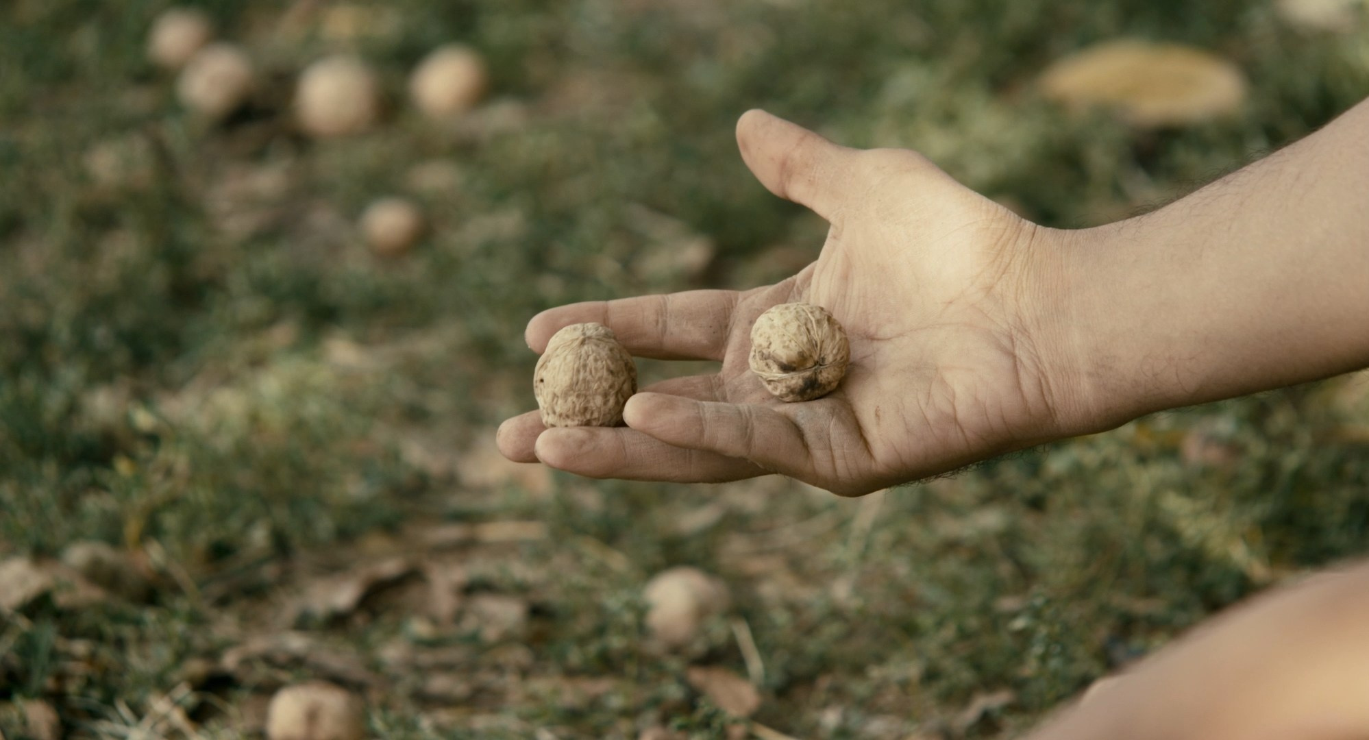 Цветокоррекция комедии «Орех». Цветокоррекция и мастеринг видео в Санкт-Петербурге — Антон Евтягин