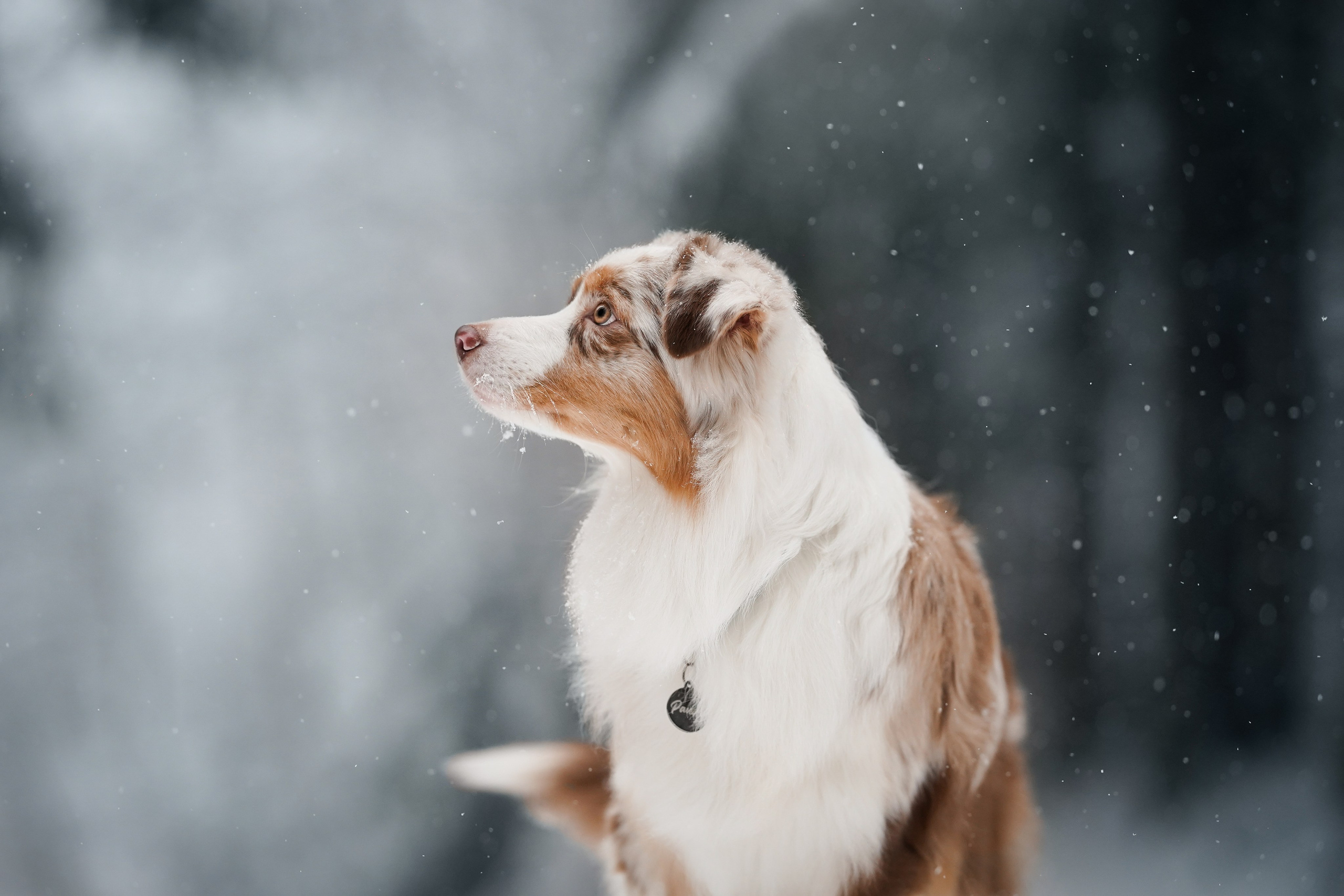 Панда. Фотограф-анималист в Санкт-Петербурге Яна Мартынова